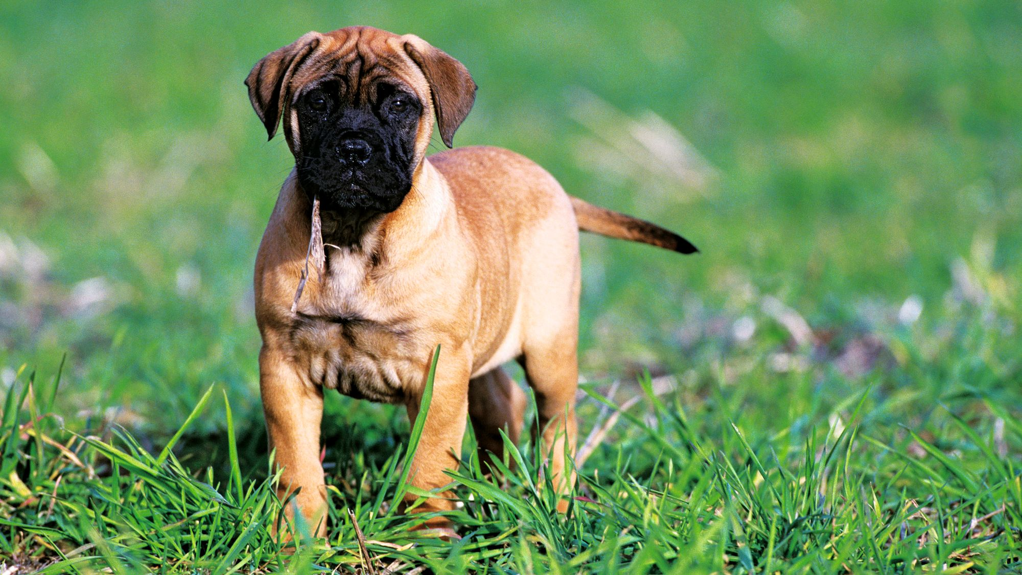Bullmastiff-Welpe steht auf Gras und blickt in die Kamera