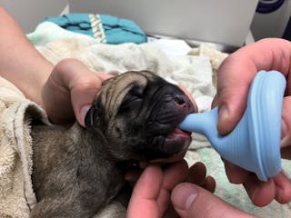 Häufigkeit kongenitaler Erkrankungen bei Hundewelpen