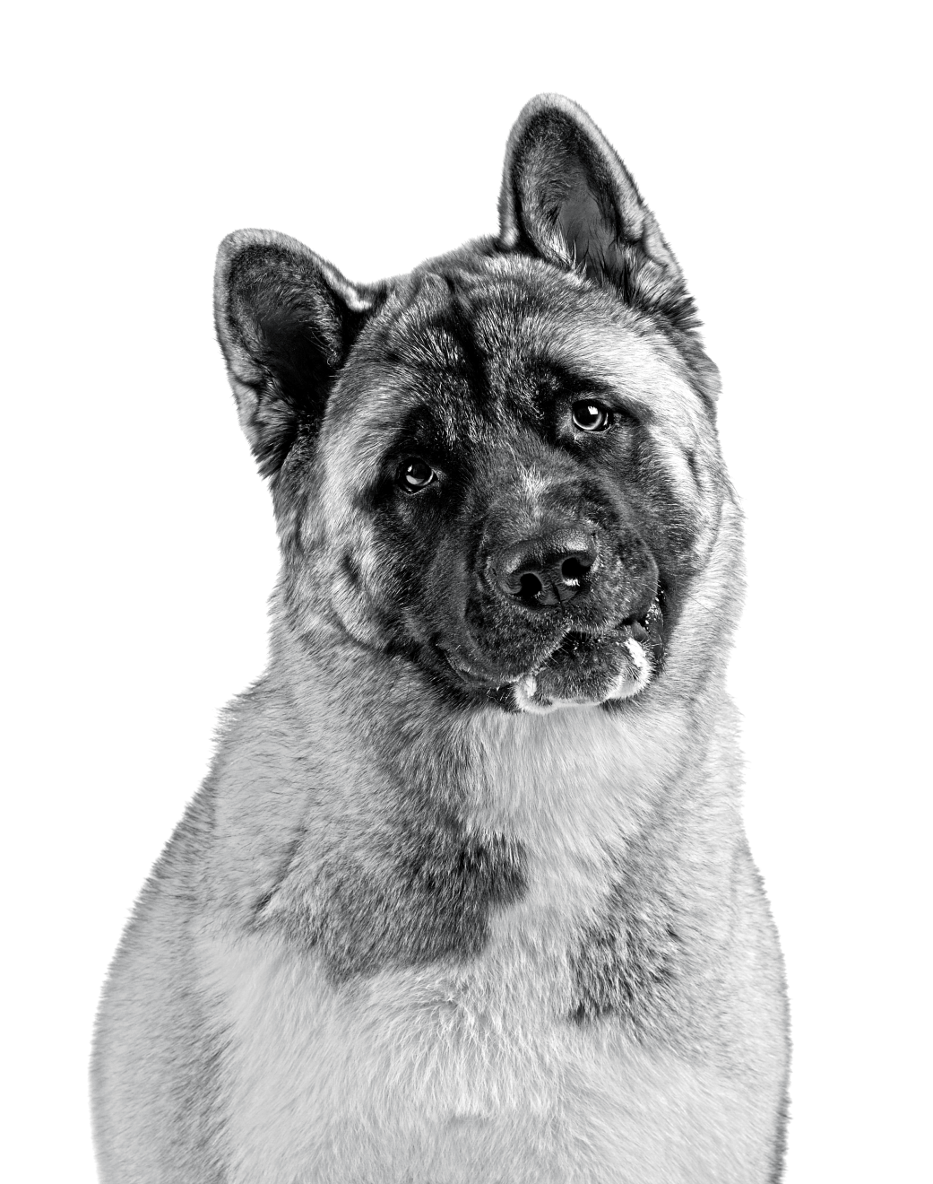 Retrato en blanco y negro de un Akita americano