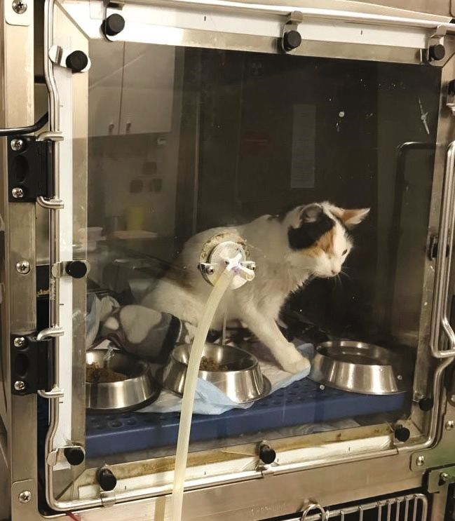 Il peut être essentiel de stabiliser un chat cardiaque avant d’envisager des examens complémentaires