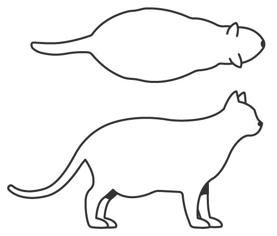 Illustration of a cat body condition score 9