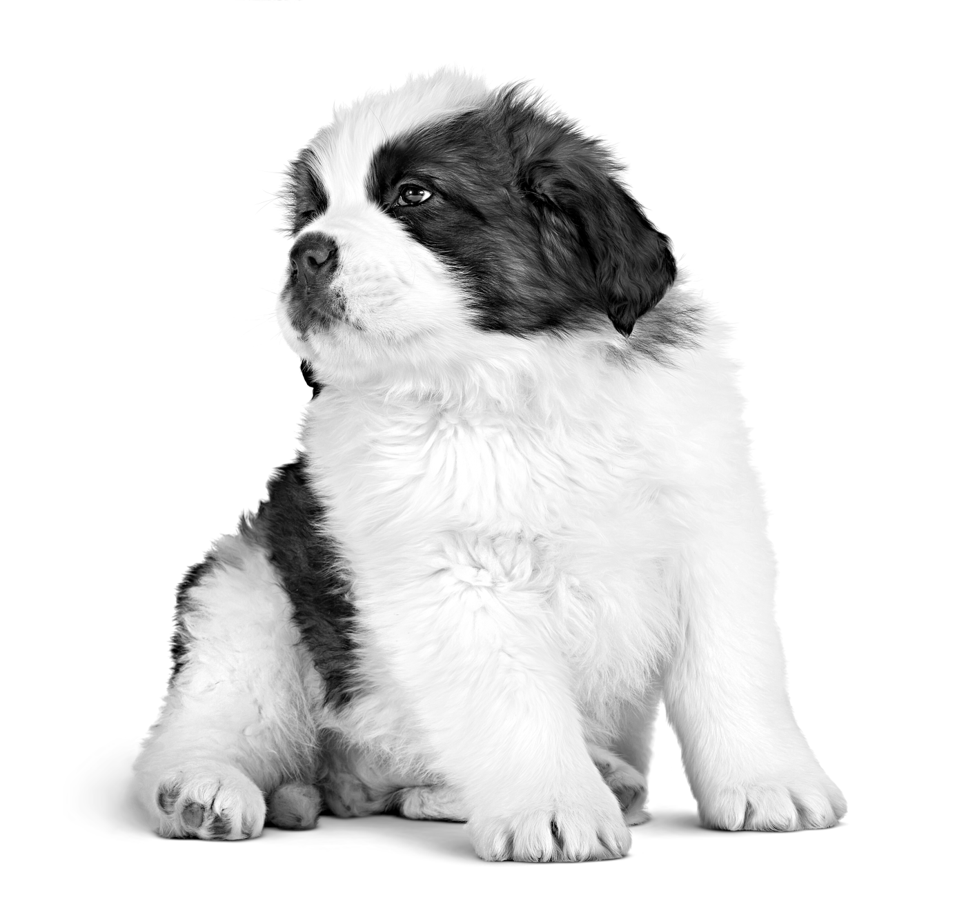 SAINT_BERNARD_PUPPY_-_GIANT_EMBLEMATIC