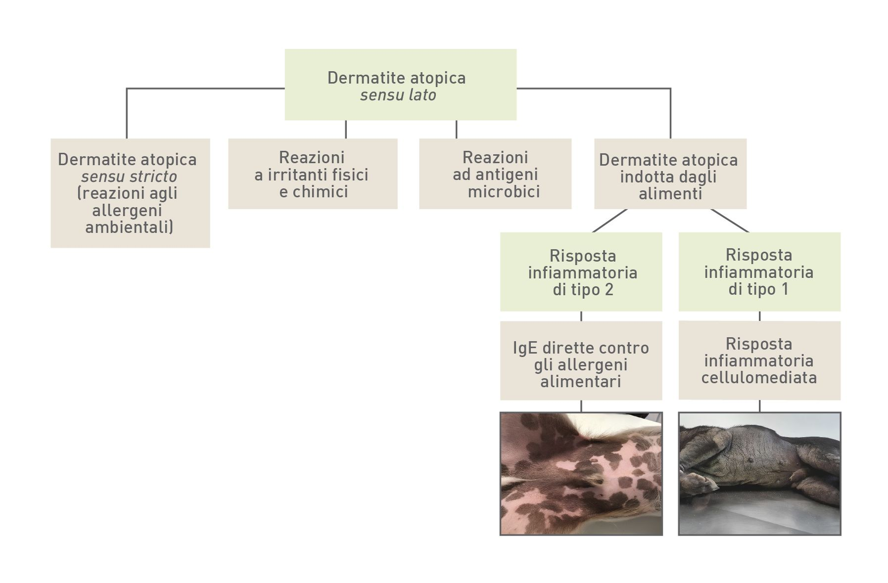 Algoritmo della dermatite atopica
