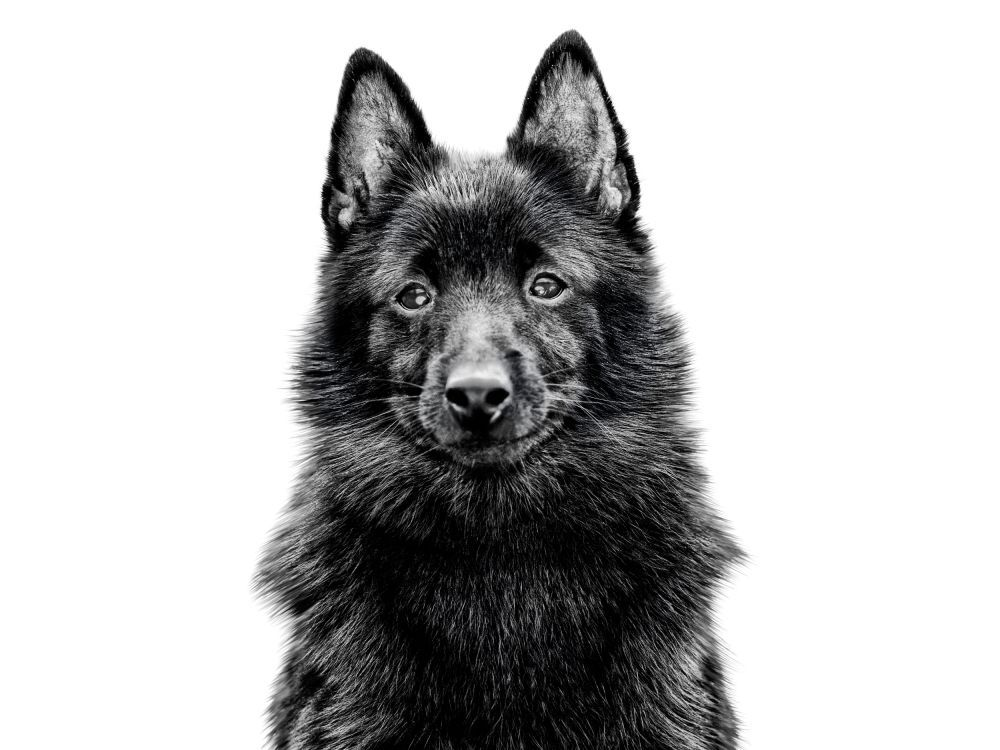 schipperke-wb-ws-1