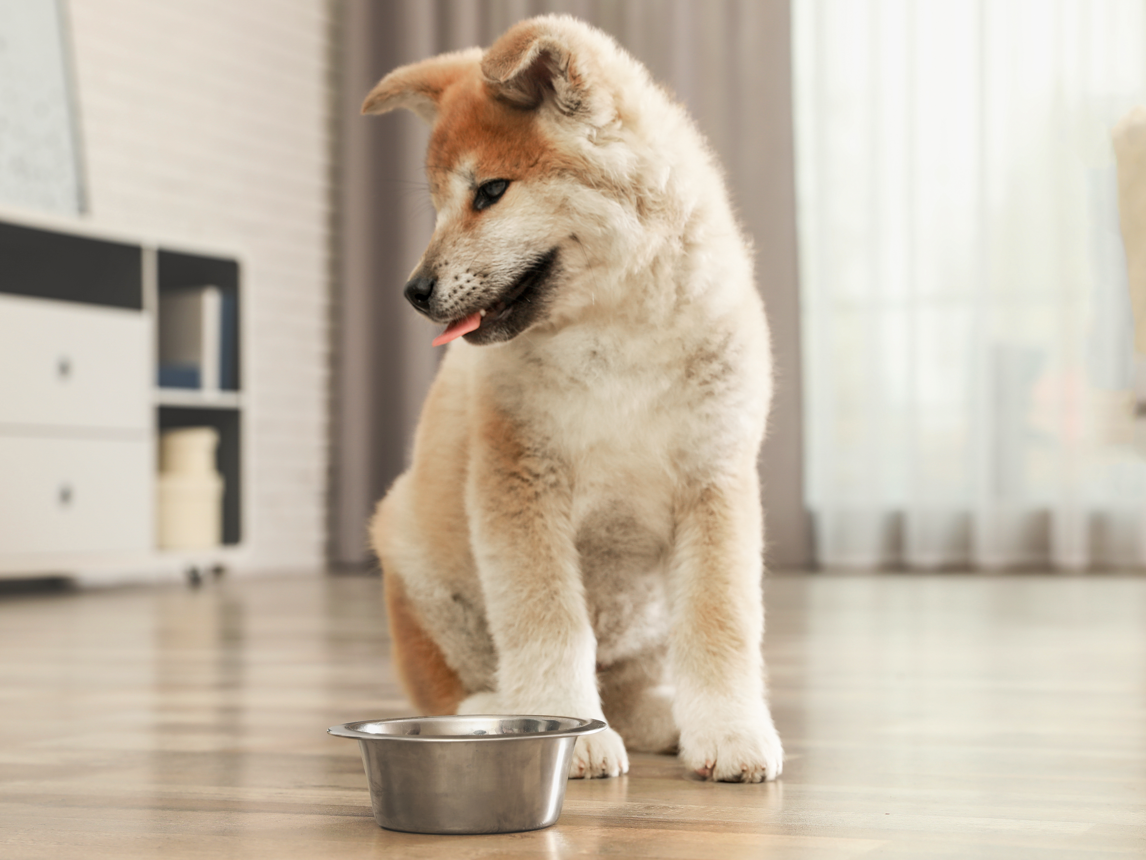 Ein Akita-Inu-Welpe sitzt in einem Innenraum auf einem Holzboden vor einem Metallnapf