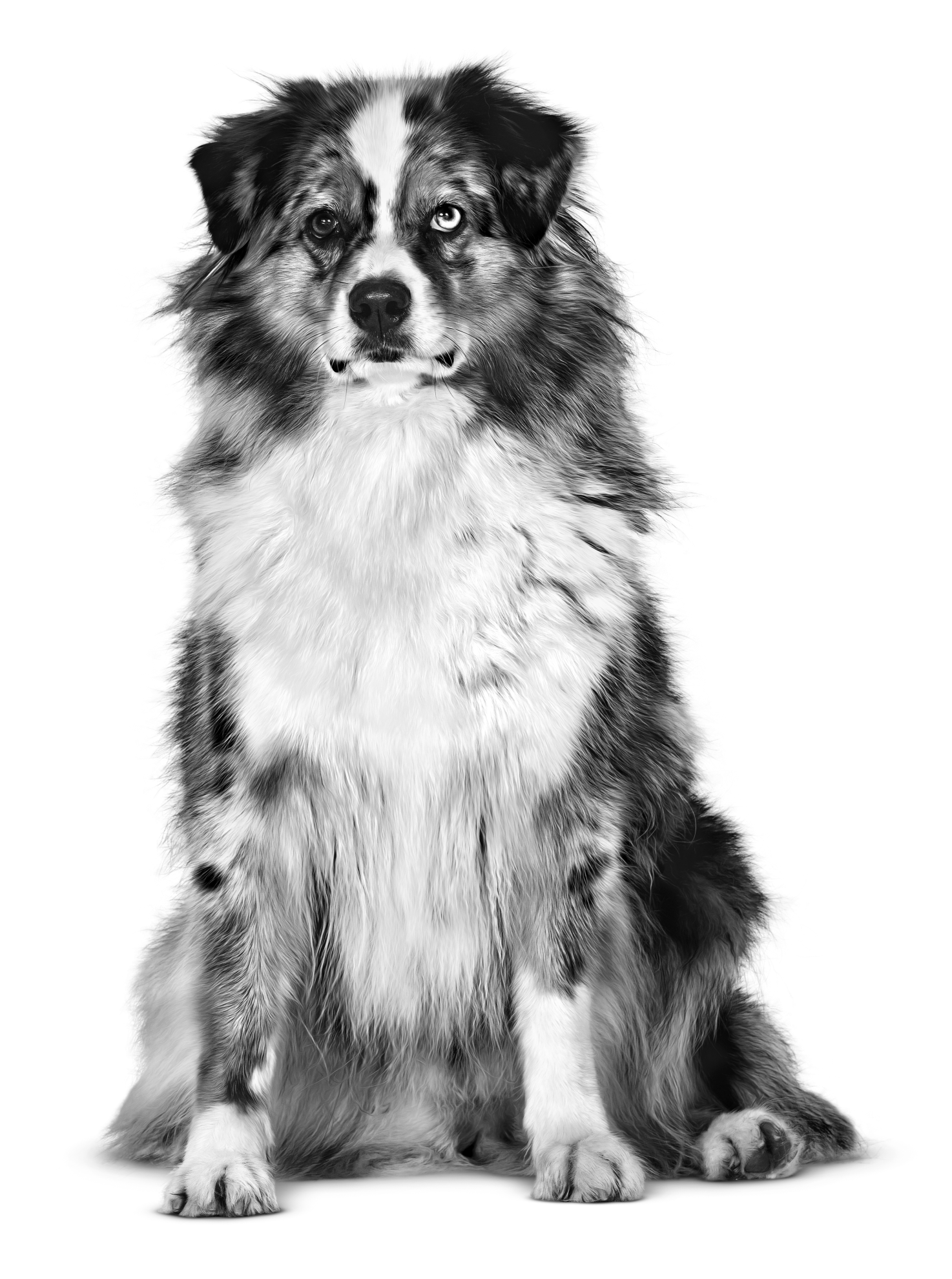 australian-shepherd