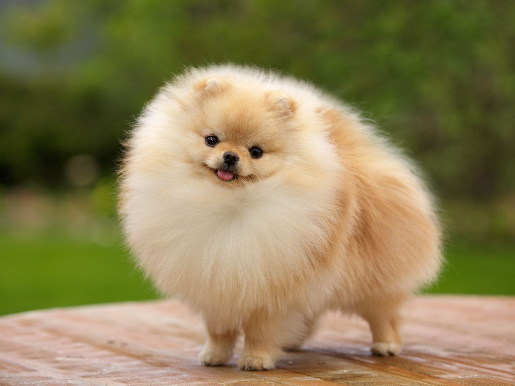 loulou de Poméranie dehors sur une pelouse verte