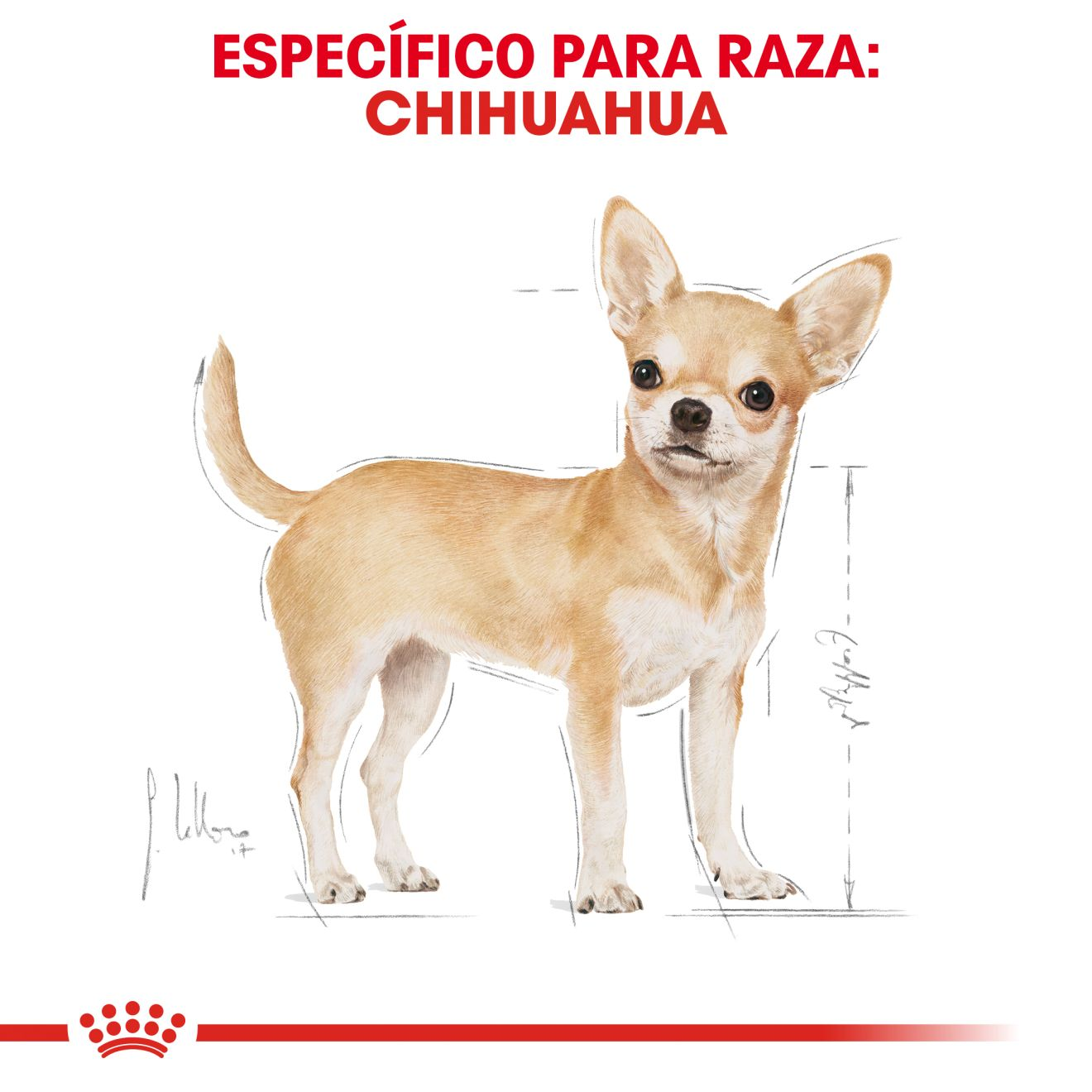 Chihuahua Adulto
