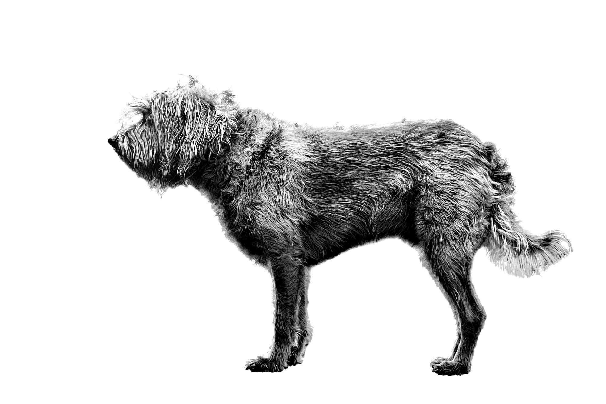 Dutch Smoushond | Royal Canin