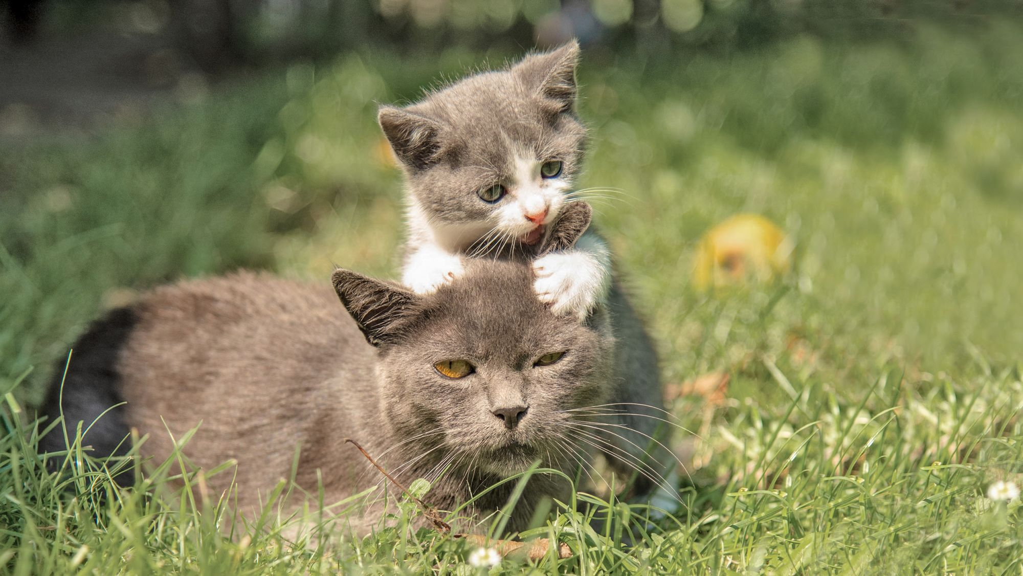 Bahçede oynayan yetişkin kedi ve yavrusu