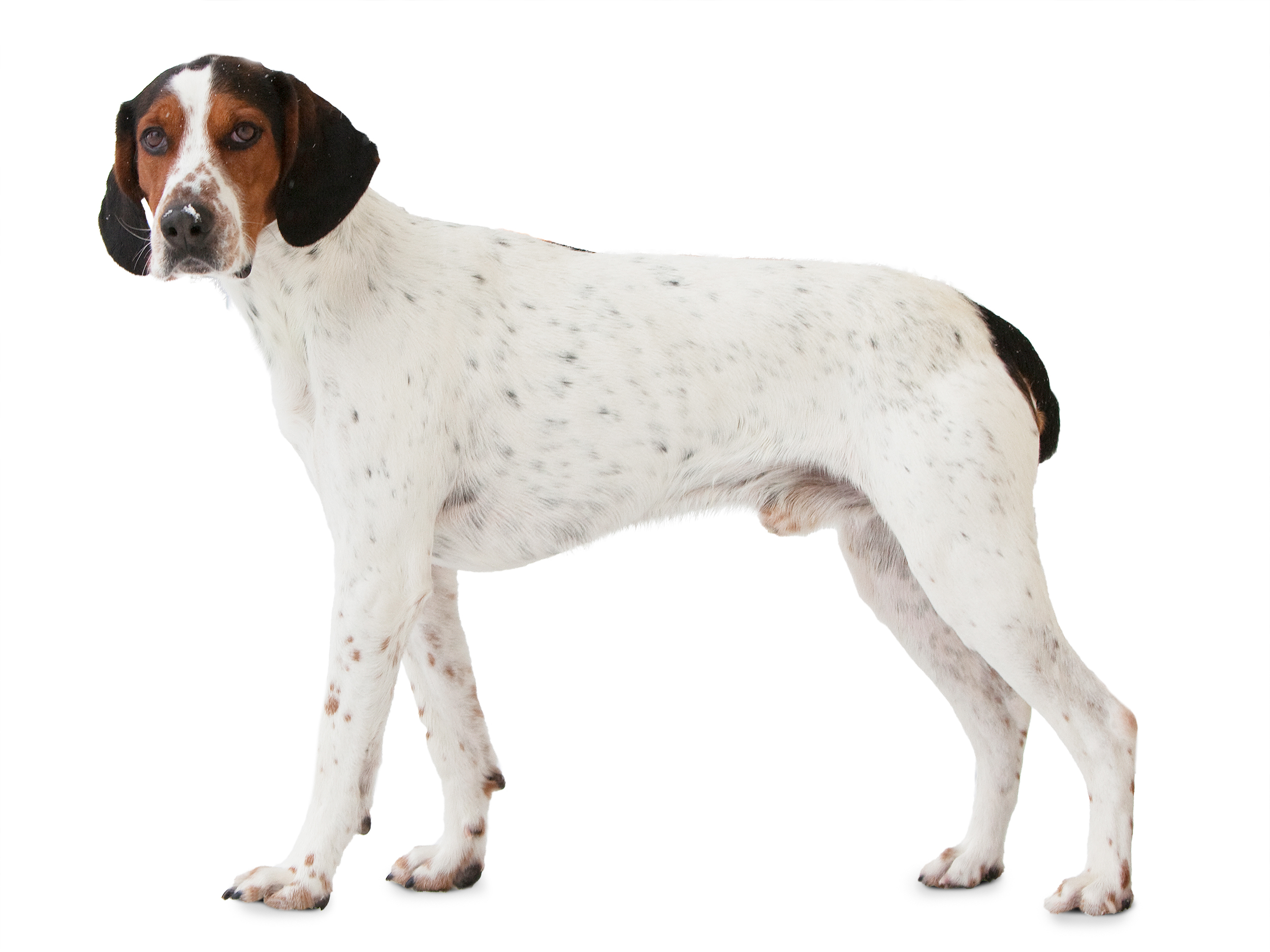 Halden hound adult back and white