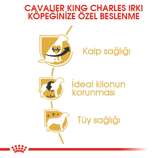 Cavalier King Charles Adult Yetişkin Köpek Kuru Maması