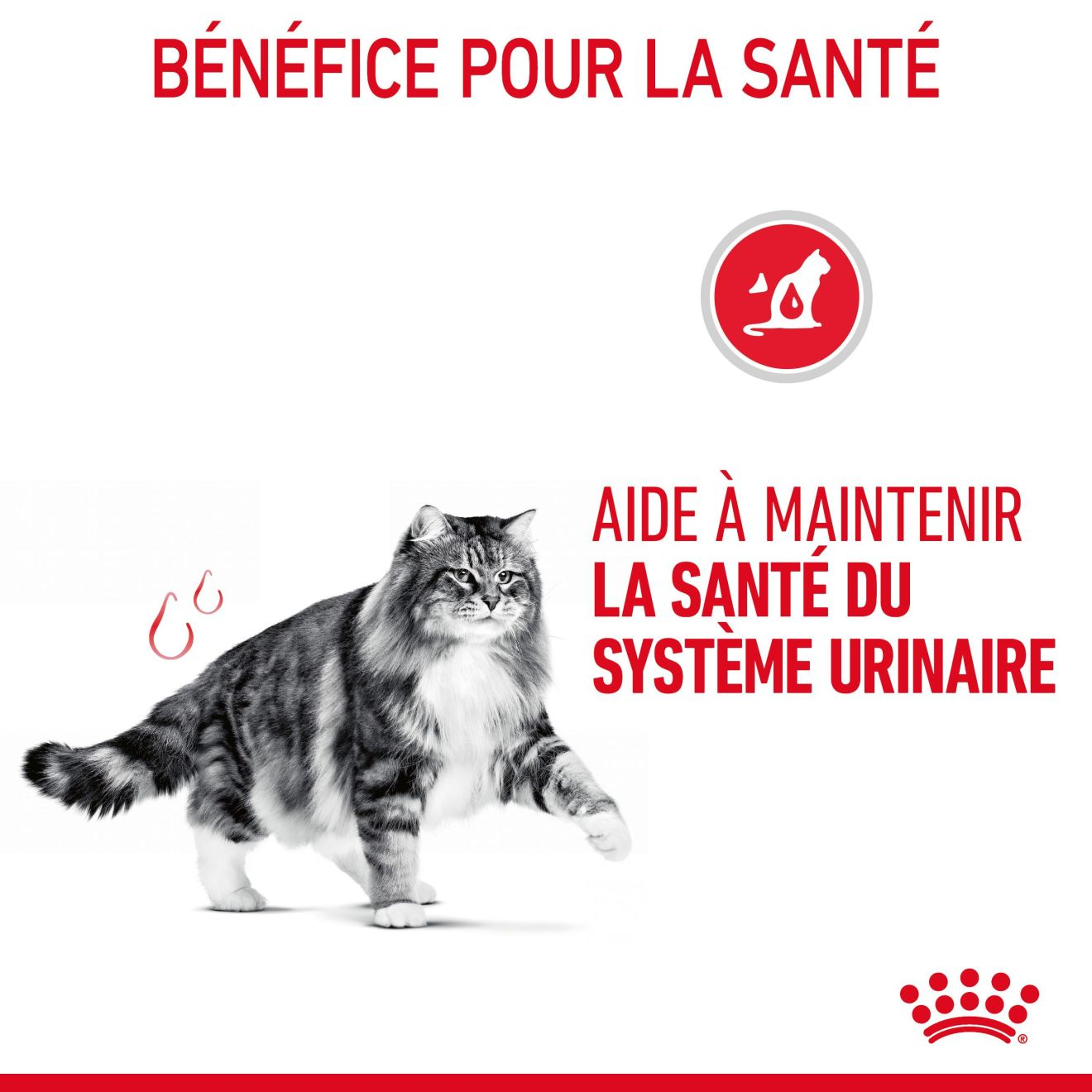 Royal Canin Urinary Care pour chat