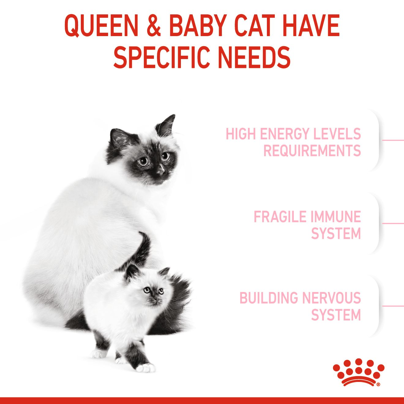 Mother & Babycat Dry Cat Food Royal Canin US