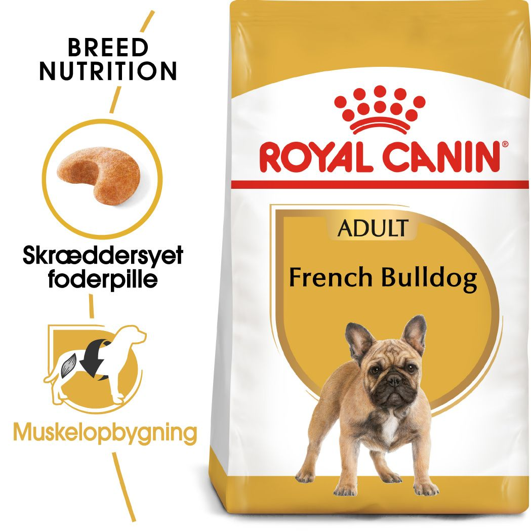 French Bulldog Adult