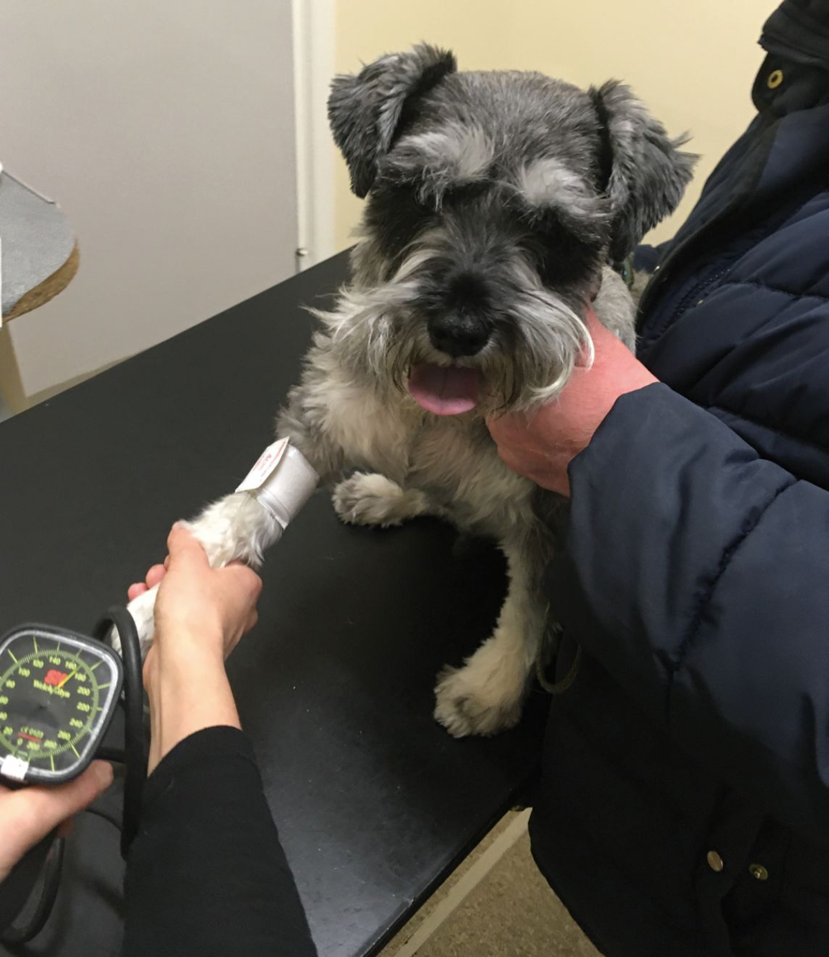 Talvez seja prudente realizar a medição da pressão arterial em qualquer Schnauzer Miniatura diagnosticado com proteinúria renal: deve-se instituir um tratamento anti-hipertensivo para todos os cães com hipertensão persistente.