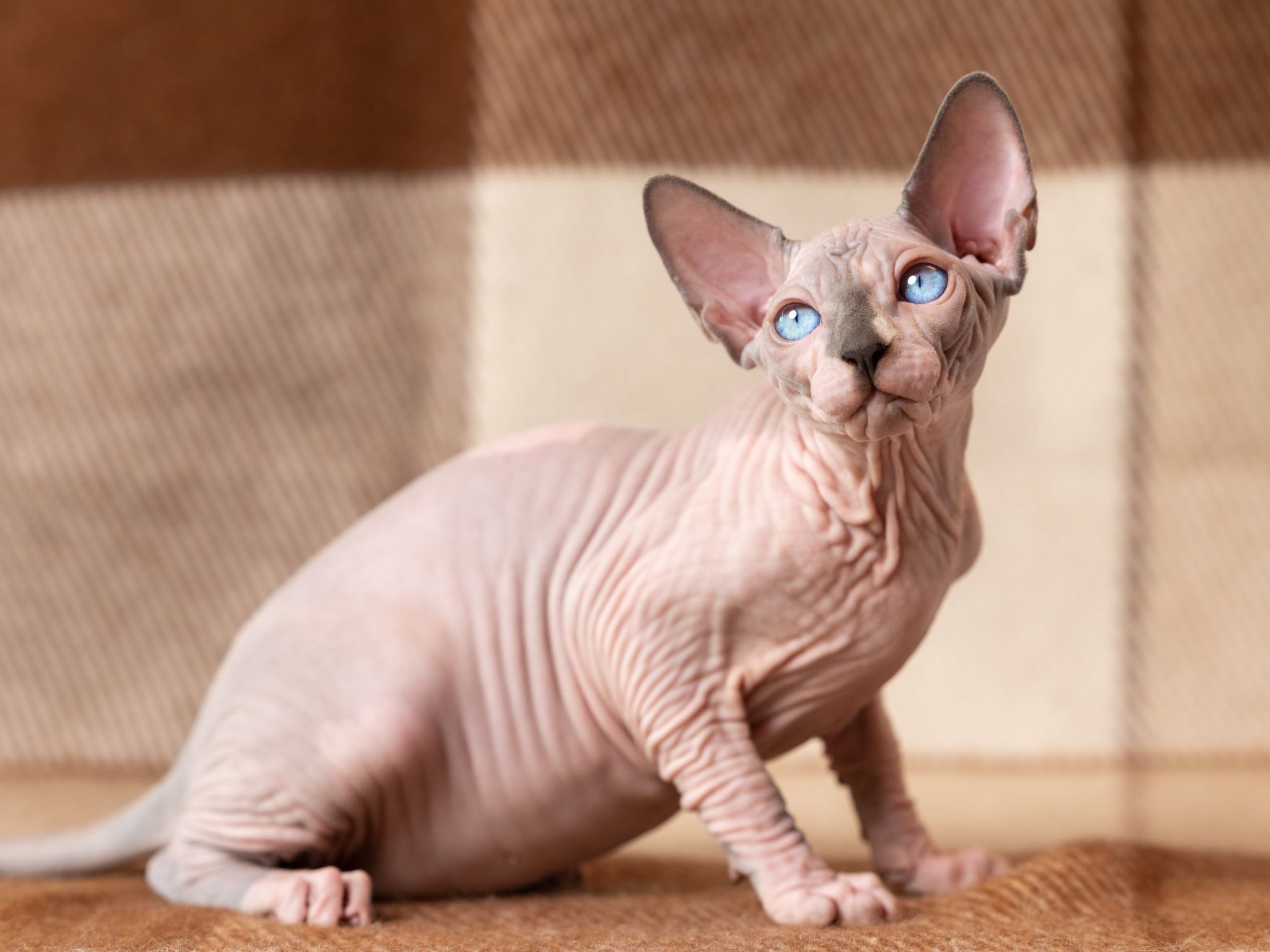 Gato sphynx con ojos azules sentado en un espacio interior