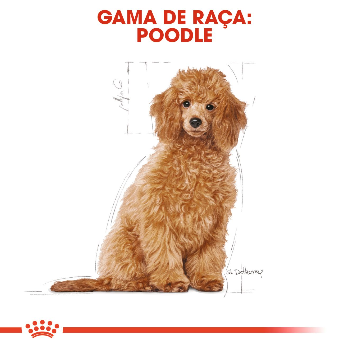 Poodle Puppy