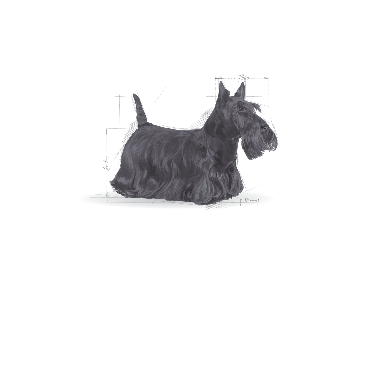 royal canin dermacomfort mini 10kg