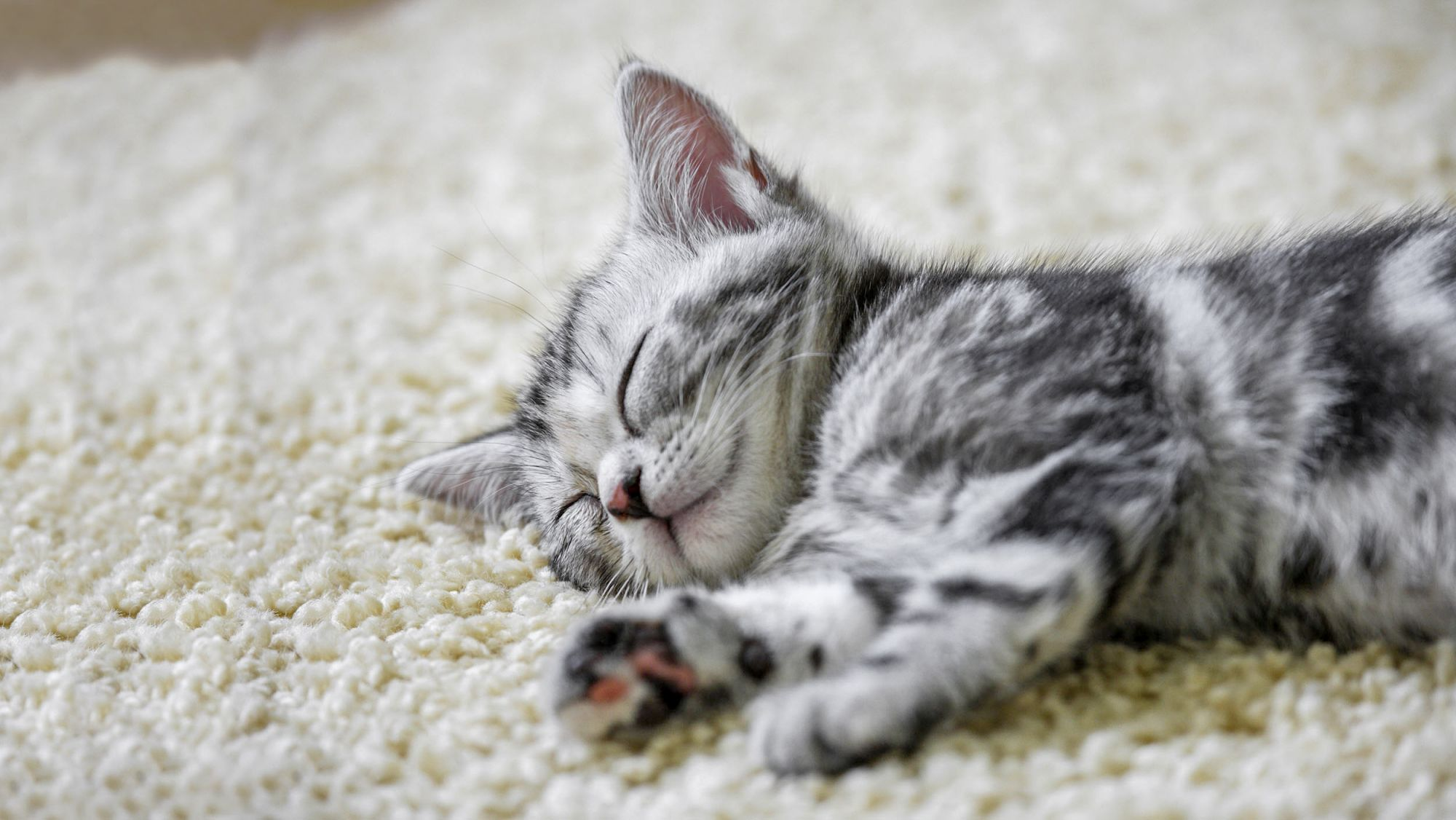 Kitten ligt op een beige kleed te slapen