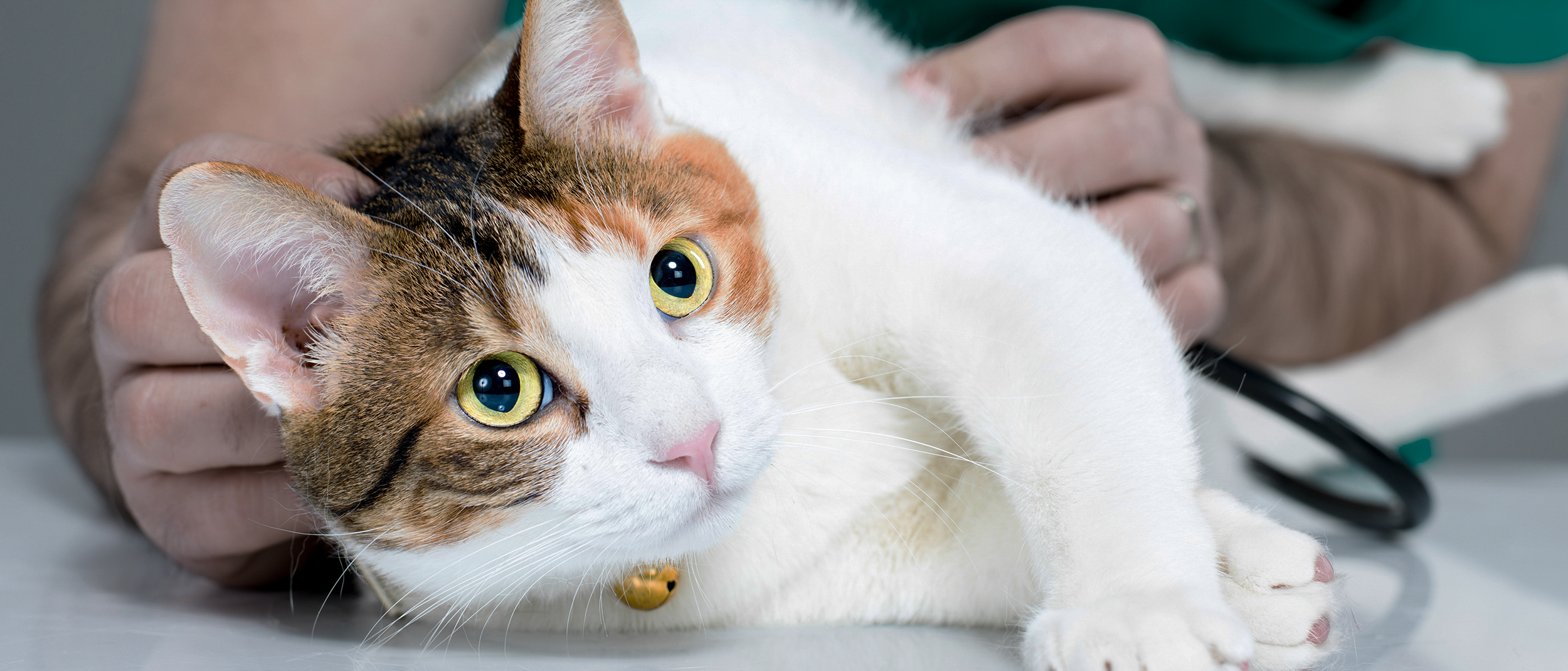 Young cat lying down on an examination table being checked over by a vet.