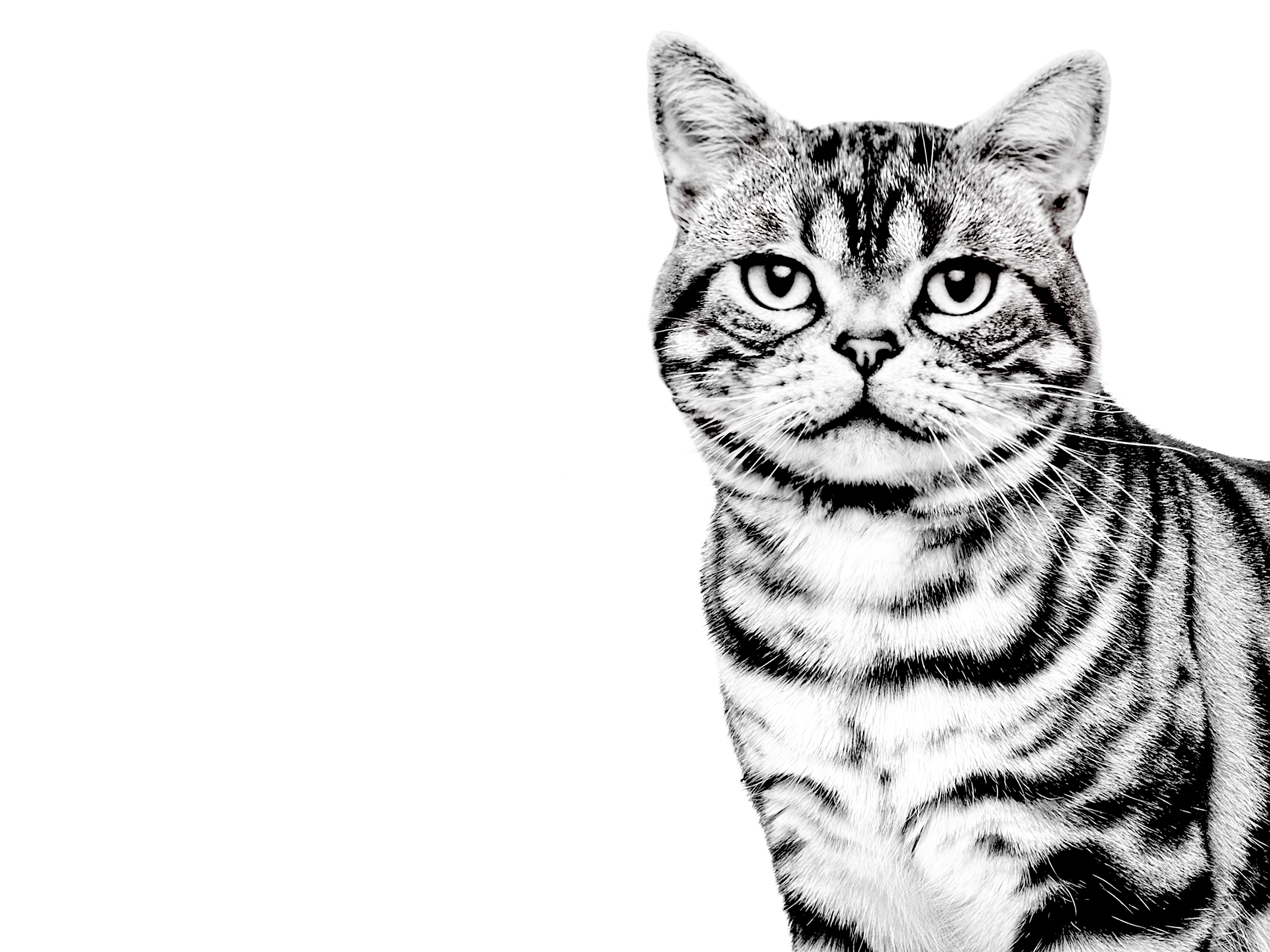 Раскраска американская короткошерстная кошка