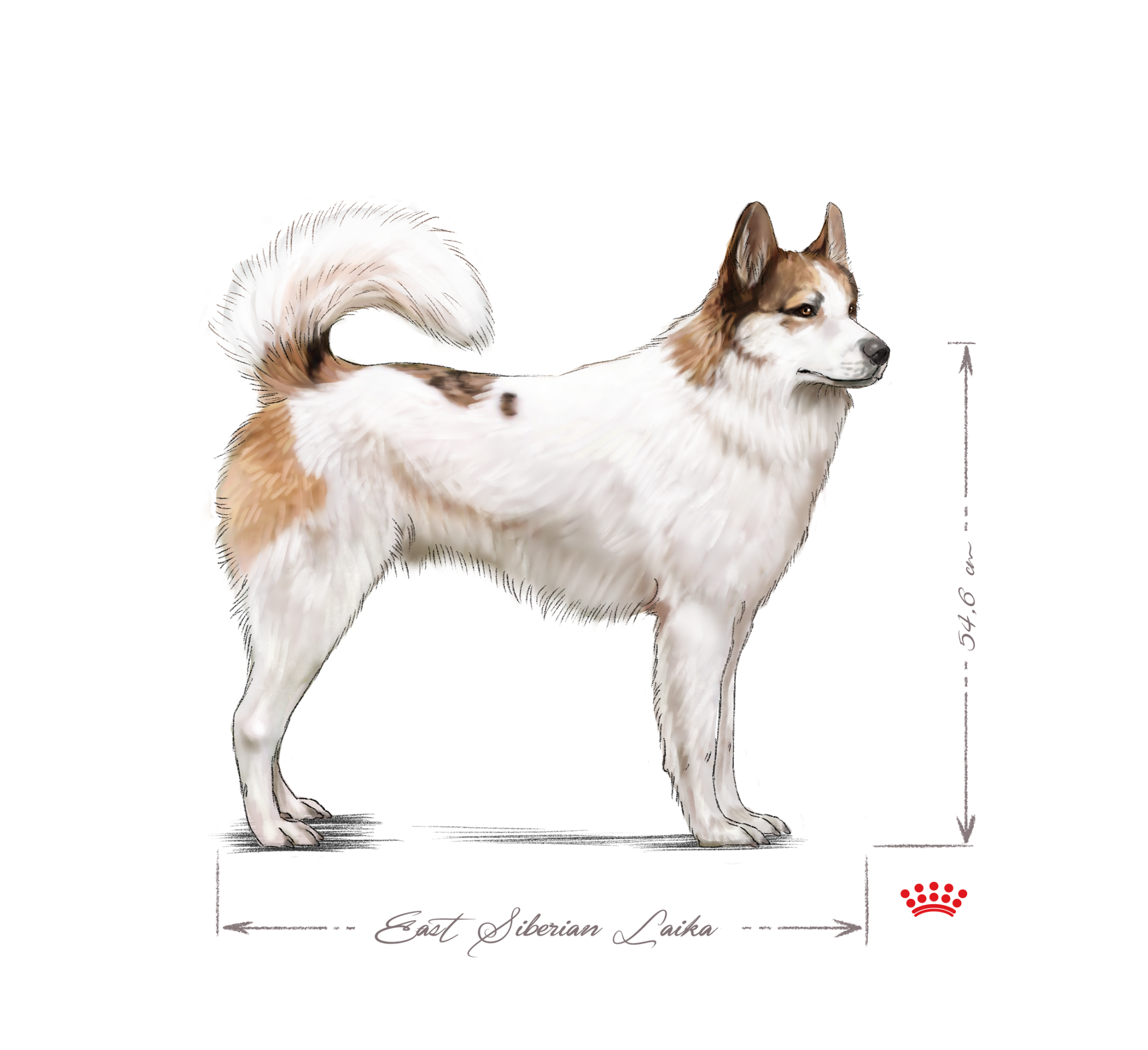 East Siberian Laika adult standing black and white