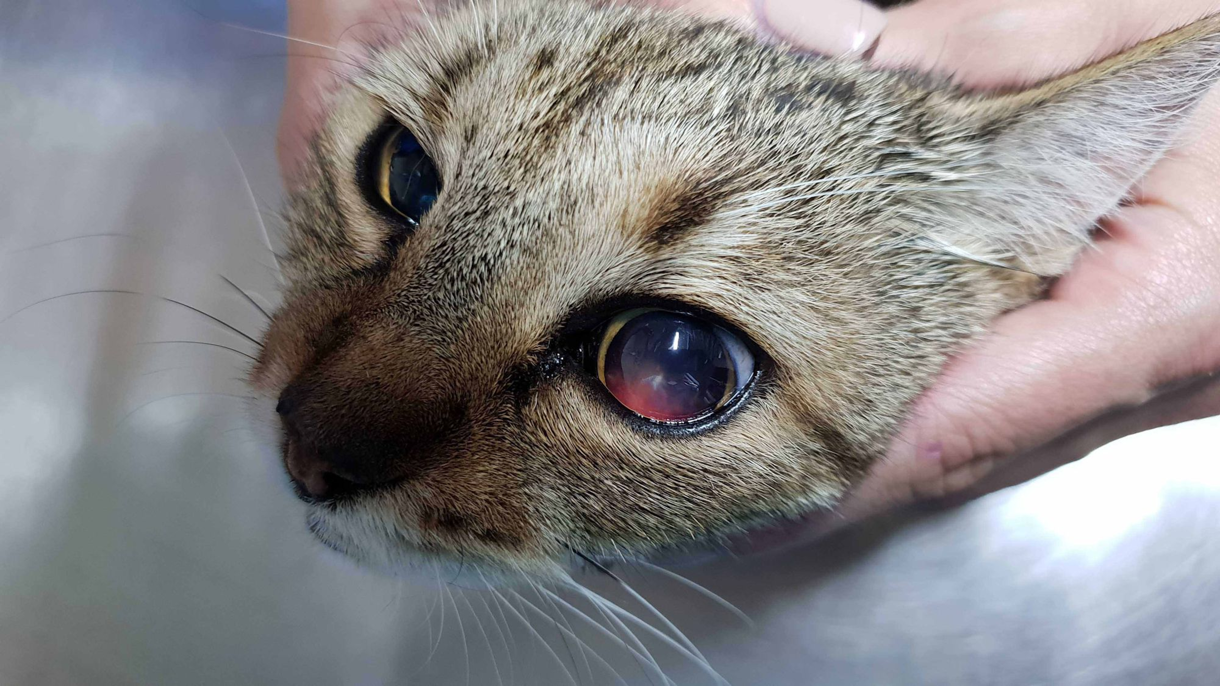 Bleeding into the anterior chamber of the left eye in a cat with systemic hypertension 