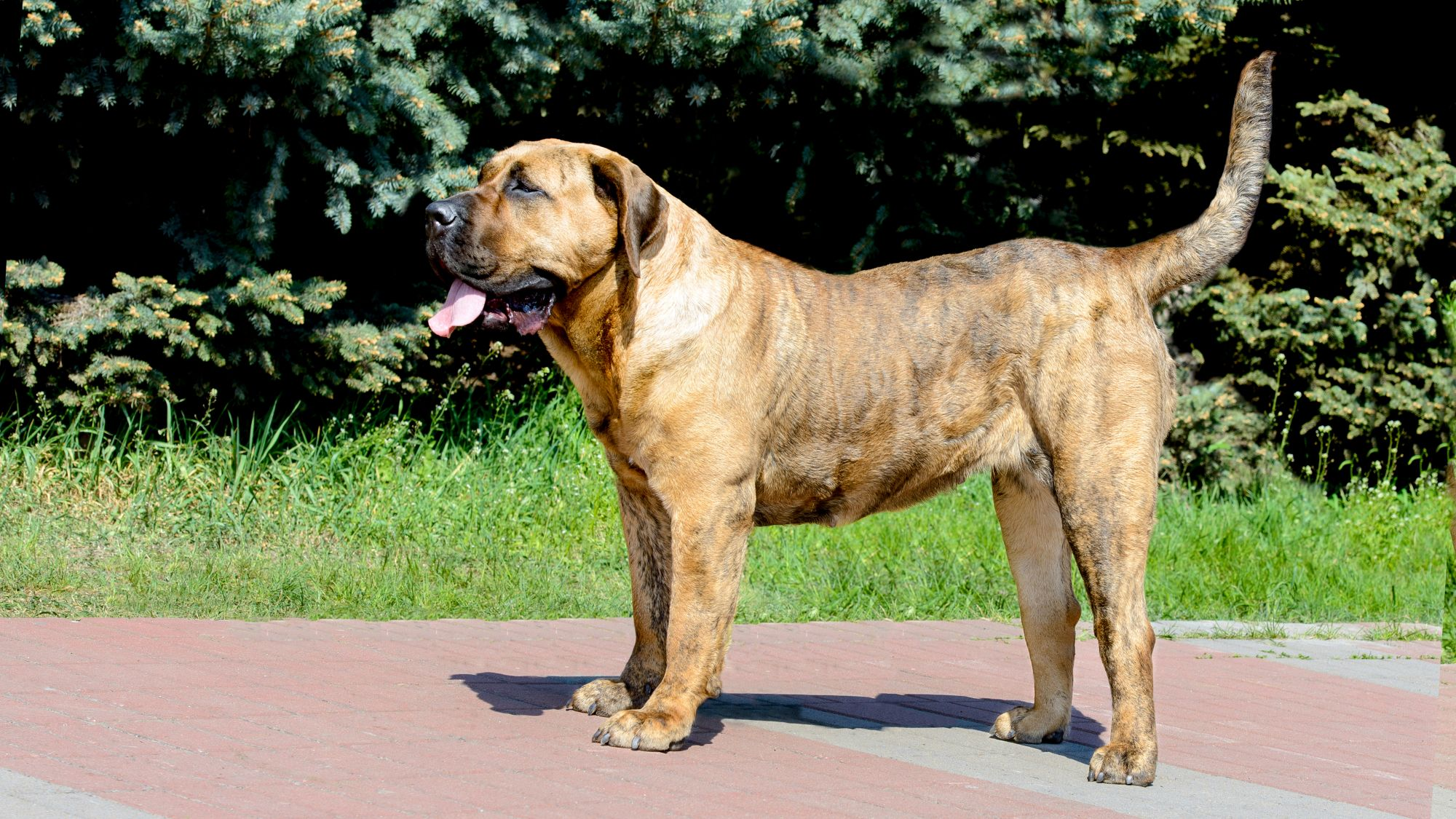 Dogo Canario stood on pavement panting 