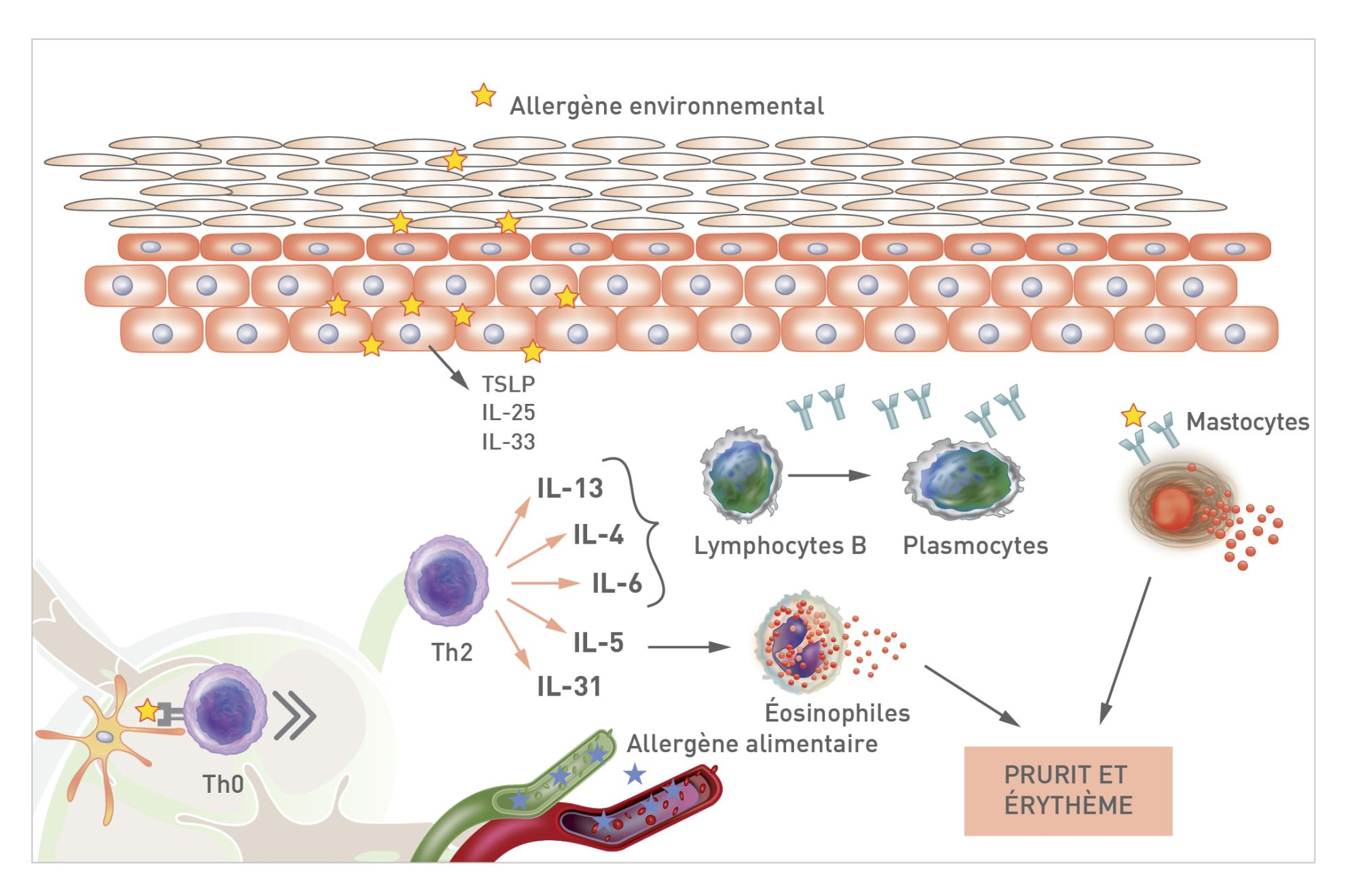 Schéma de la réponse inflammatoire à différents allergènes dans la dermatite atopique canine