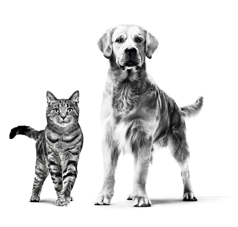 Kat en hond in zwart wit staan naast elkaar