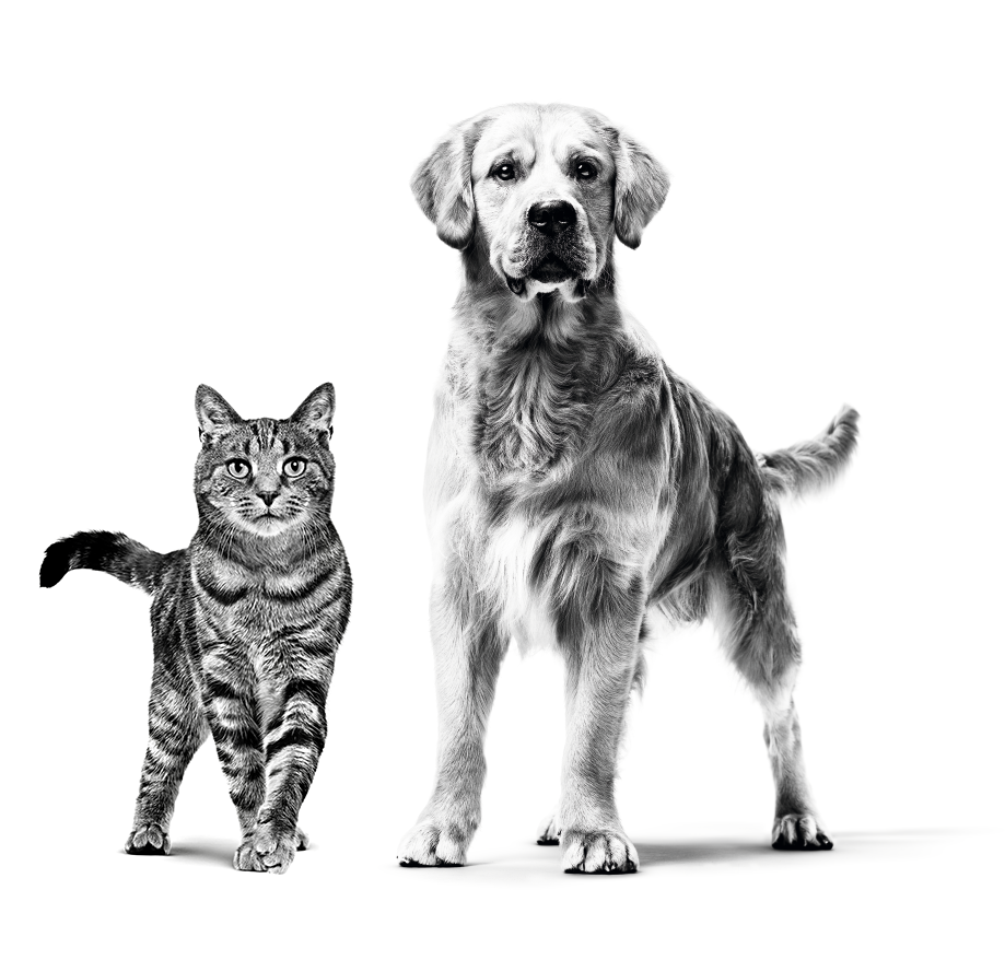 British Shorthair adult sitting in black and white on a white background