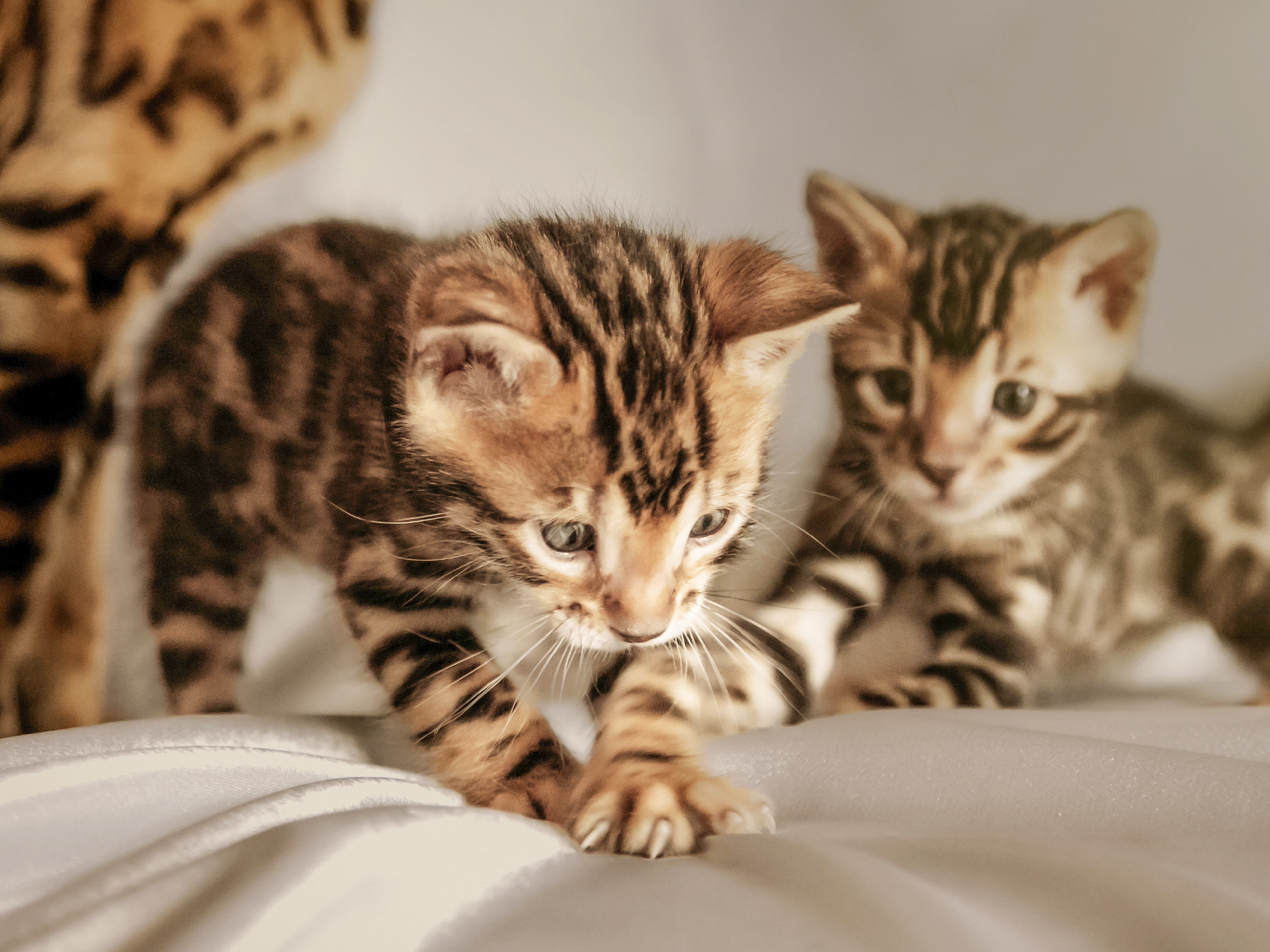 Bengal kittens playing on a white sheet while their mother stands behind