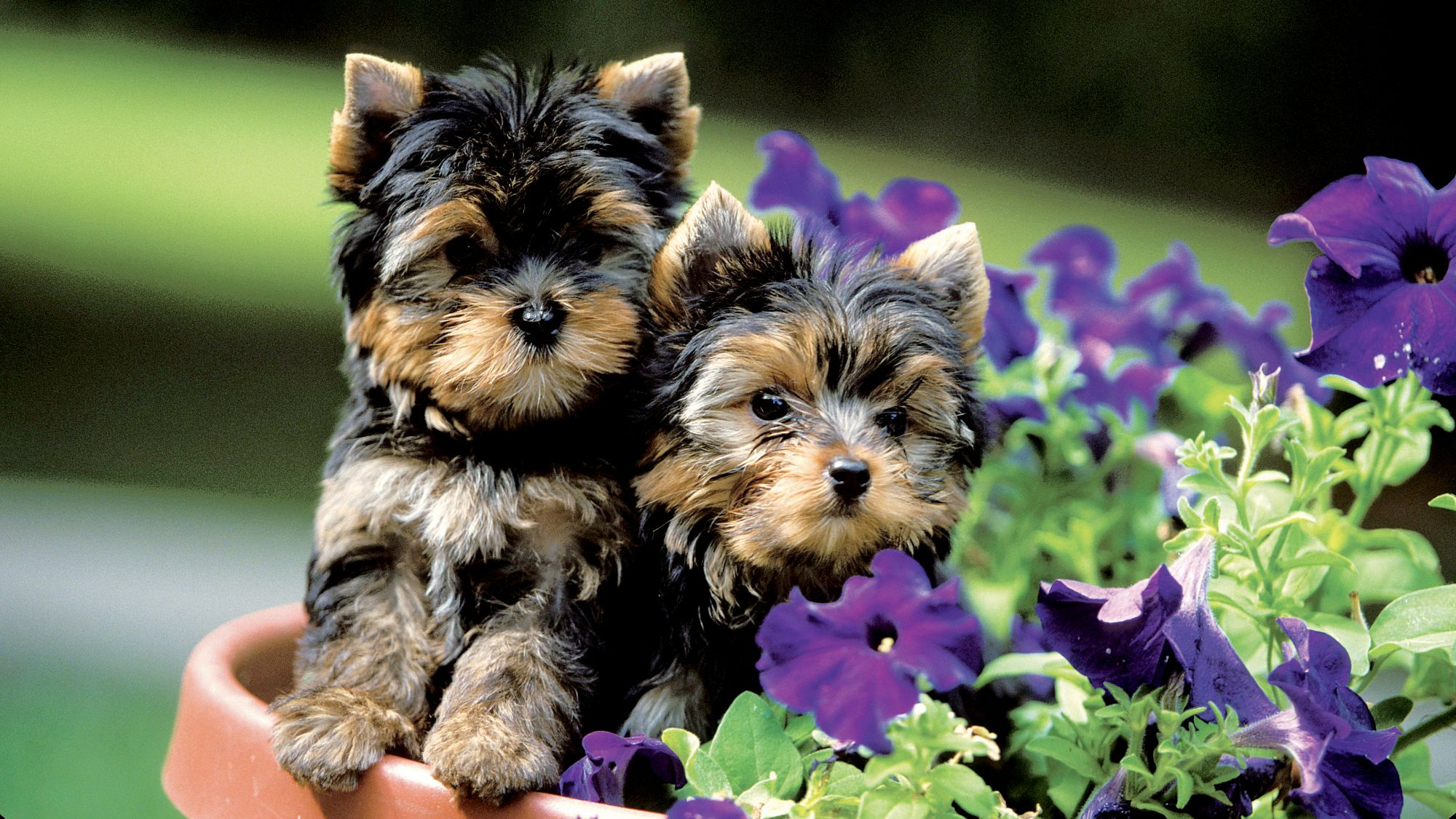 Büyük bir çiçek saksısında oturan iki Yorkshire Terrier yavrusu