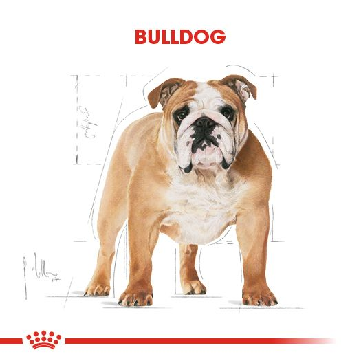 Bulldog Adult