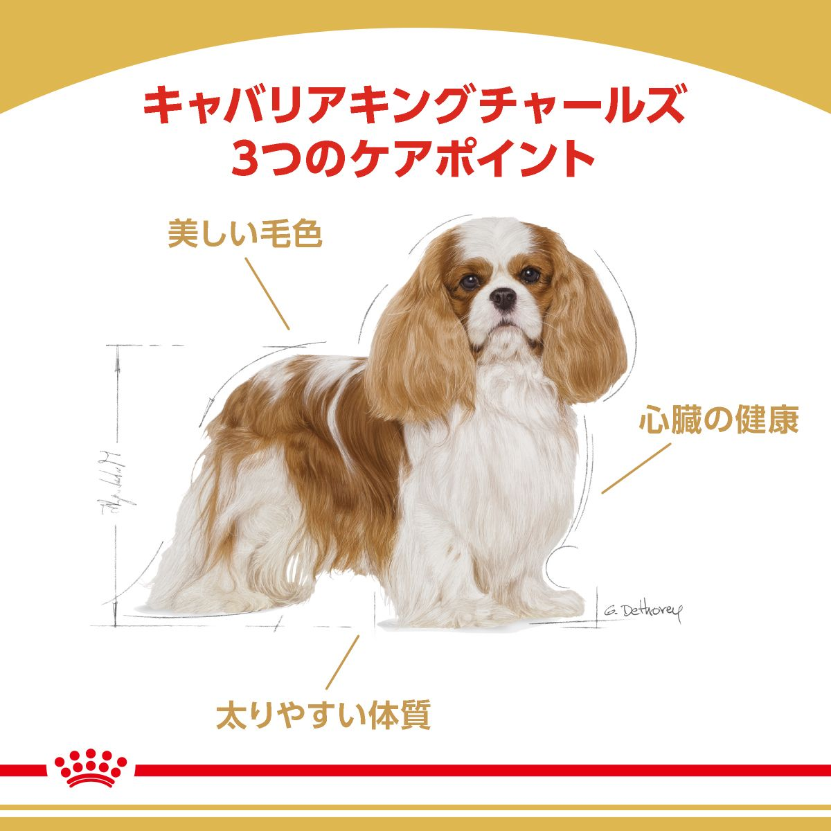 キャバリア キング チャールズ 成犬～高齢犬用