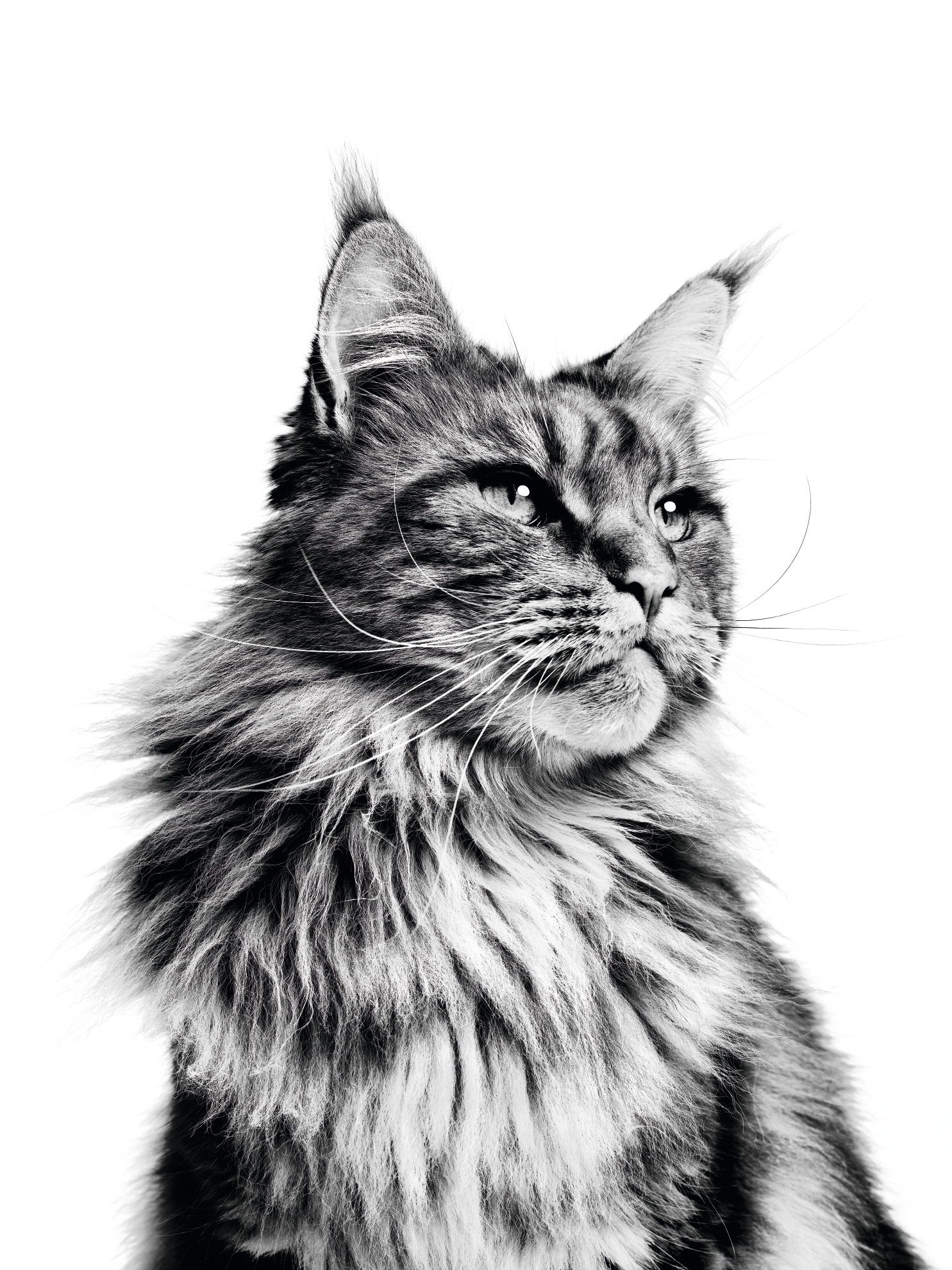 Maine Coon in black and white
