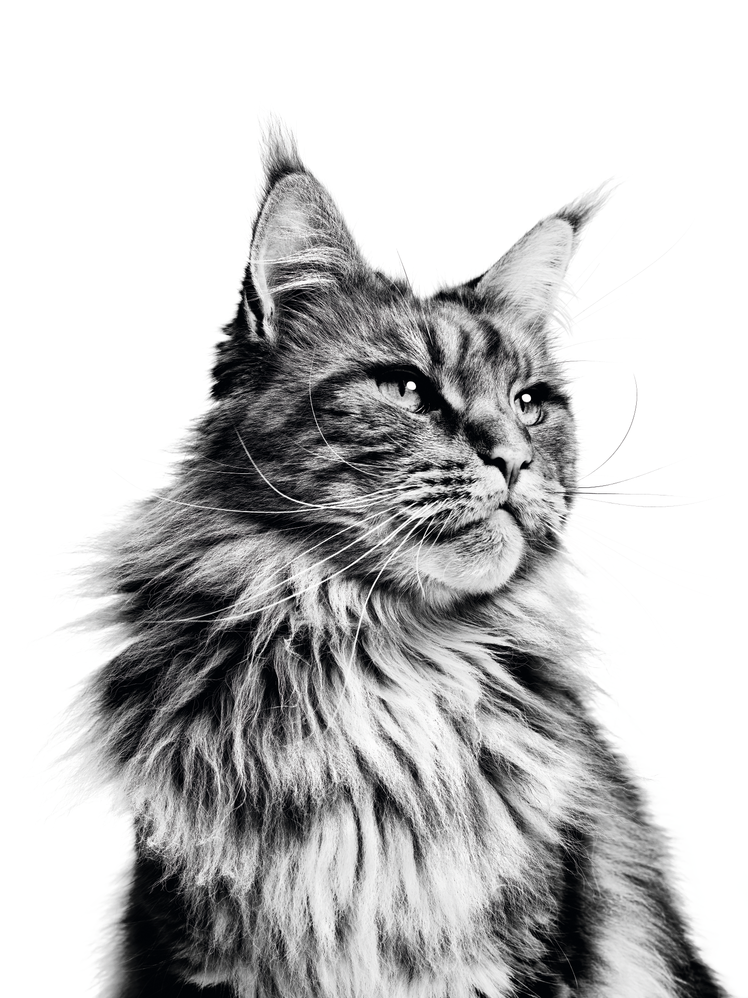 Main Coon in zwart-wit