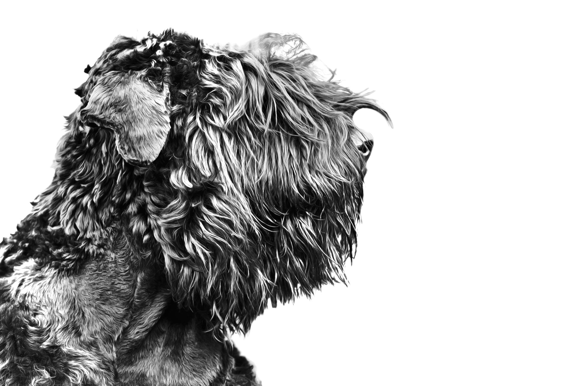 Russian Black Terrier in black and white