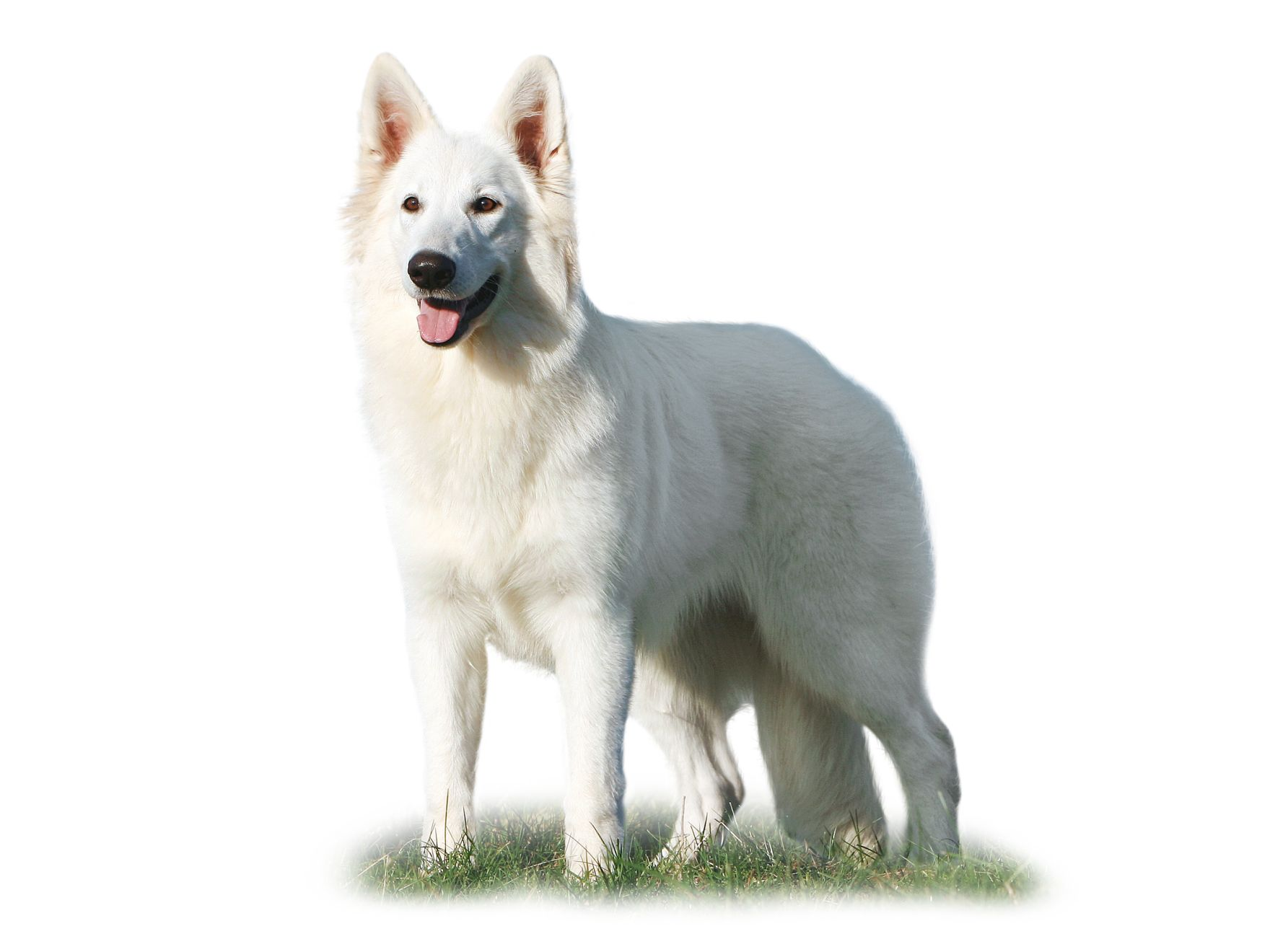 White Swiss Shepherd Dog adult standing