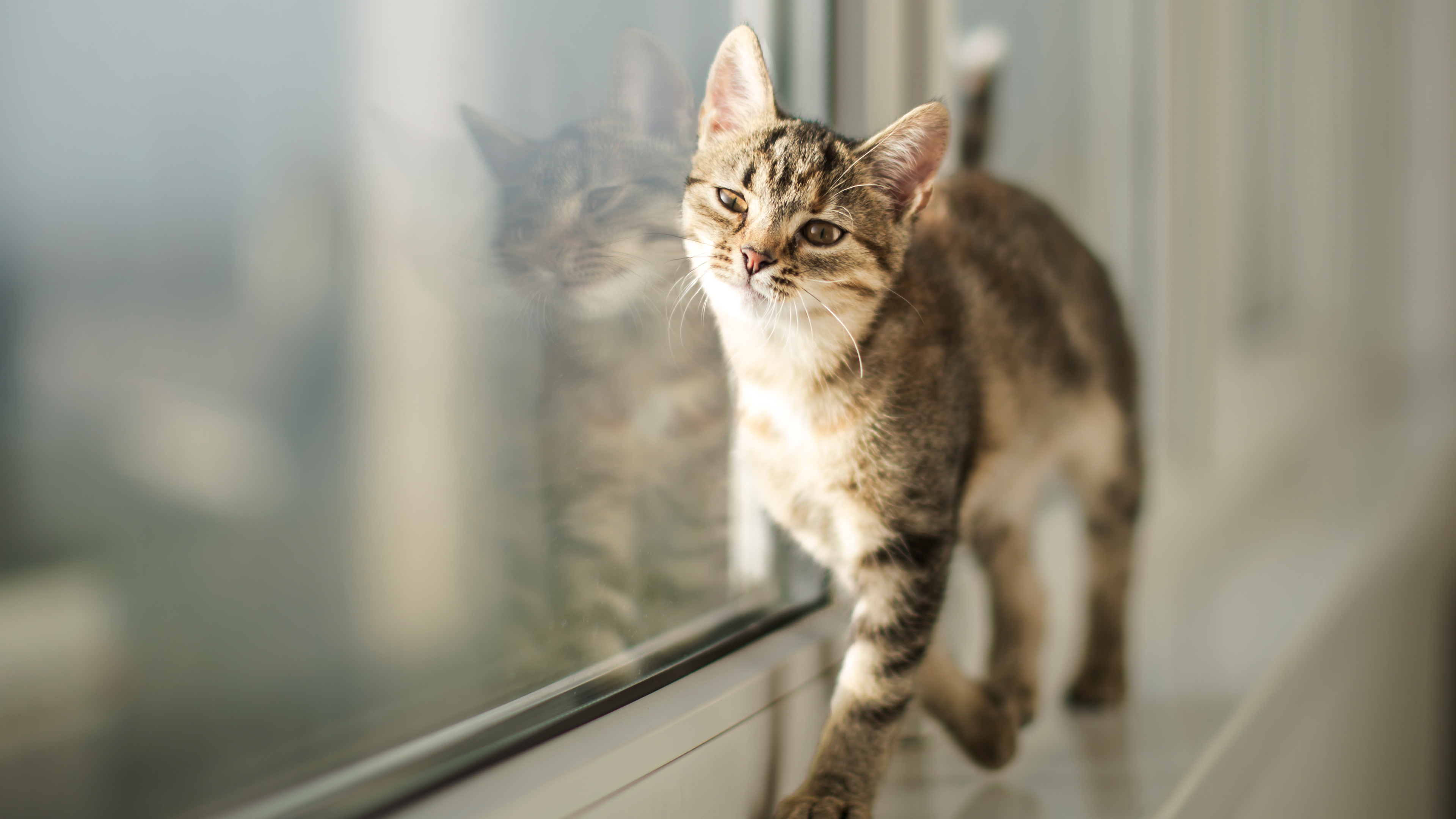 Kitten walking along a windowsill indoors
