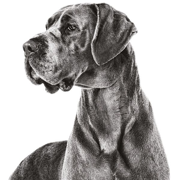 St Bernard adult lying down next to a giant product pack