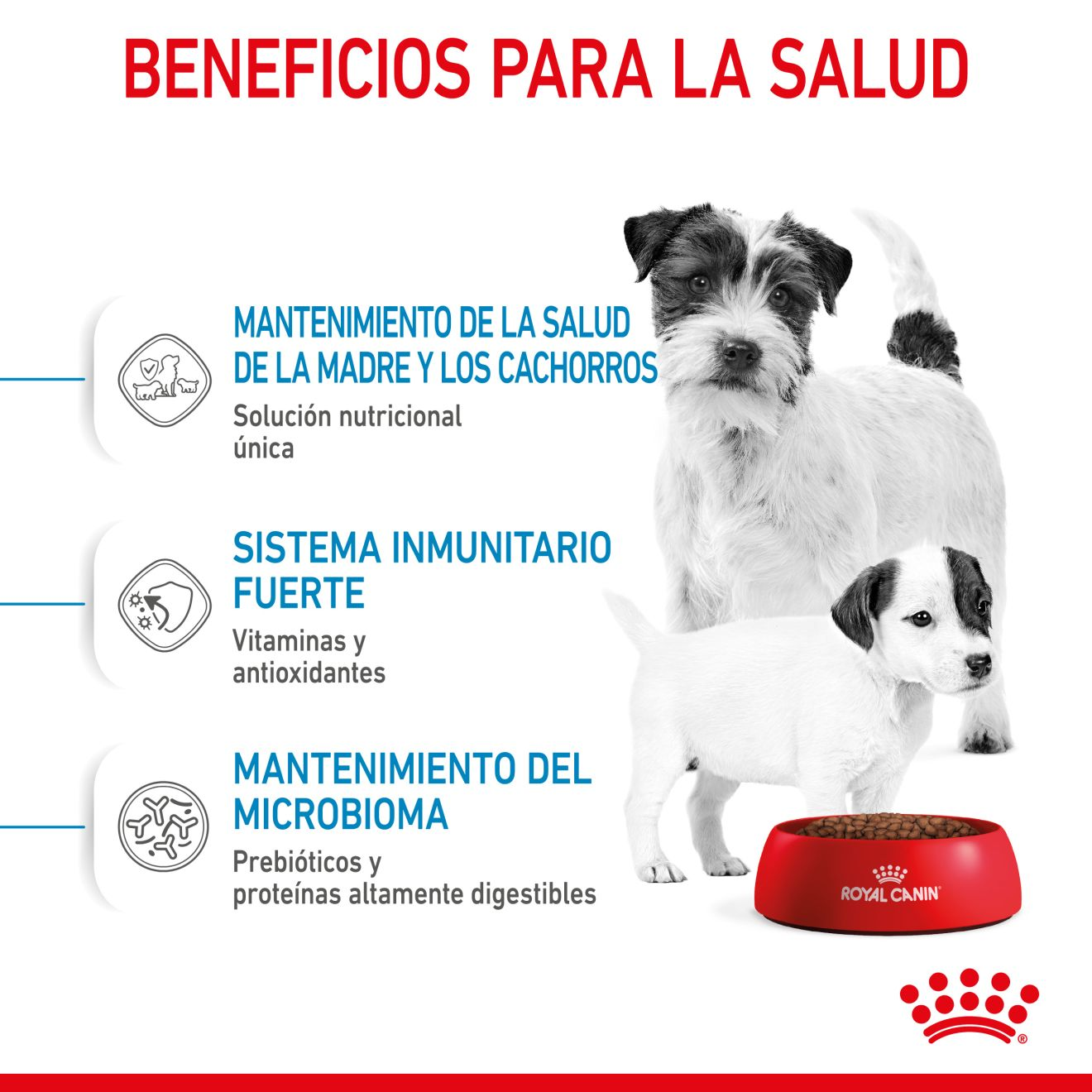 Starter Mother & Babydog Perro Miniatura