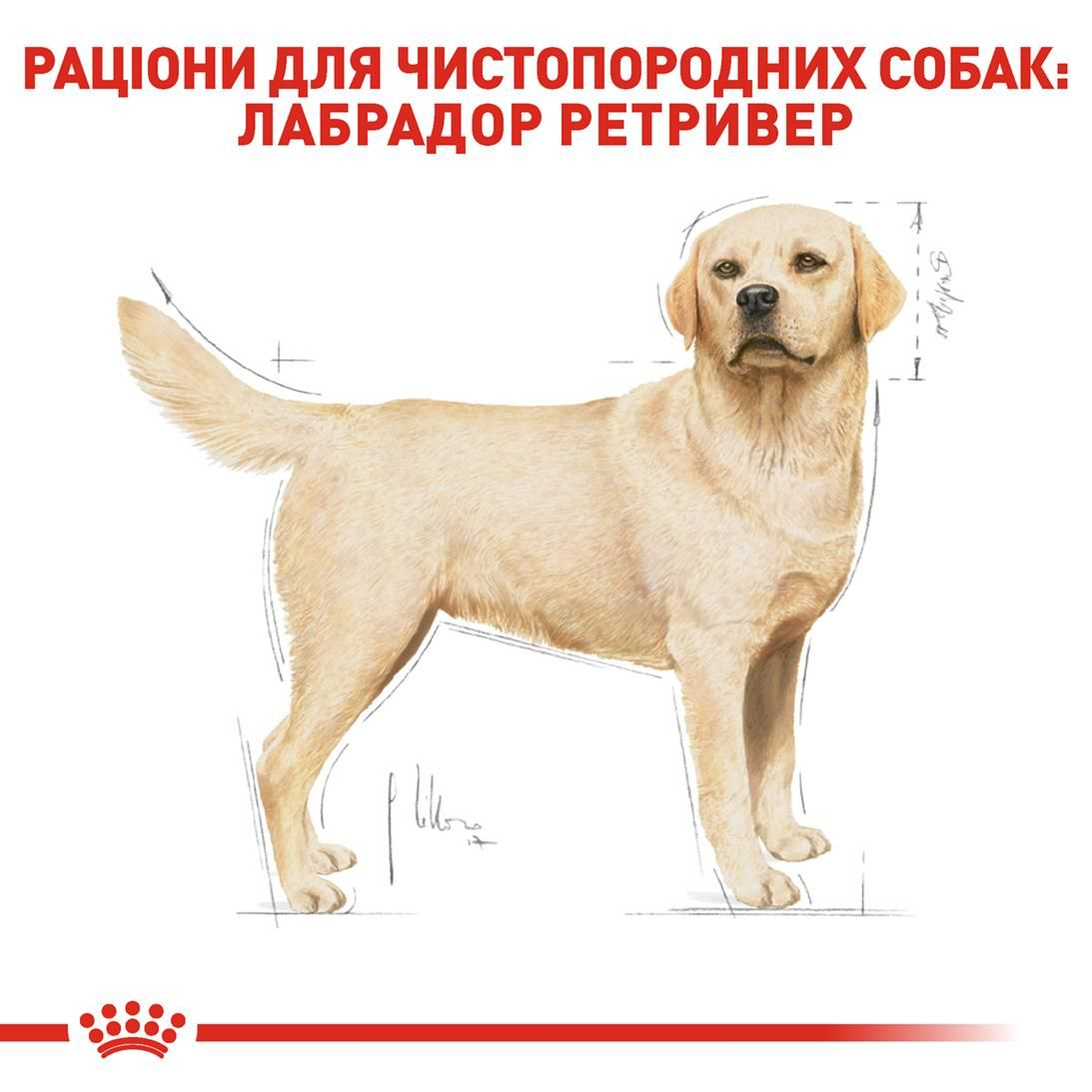 Labrador Retriever Adult
