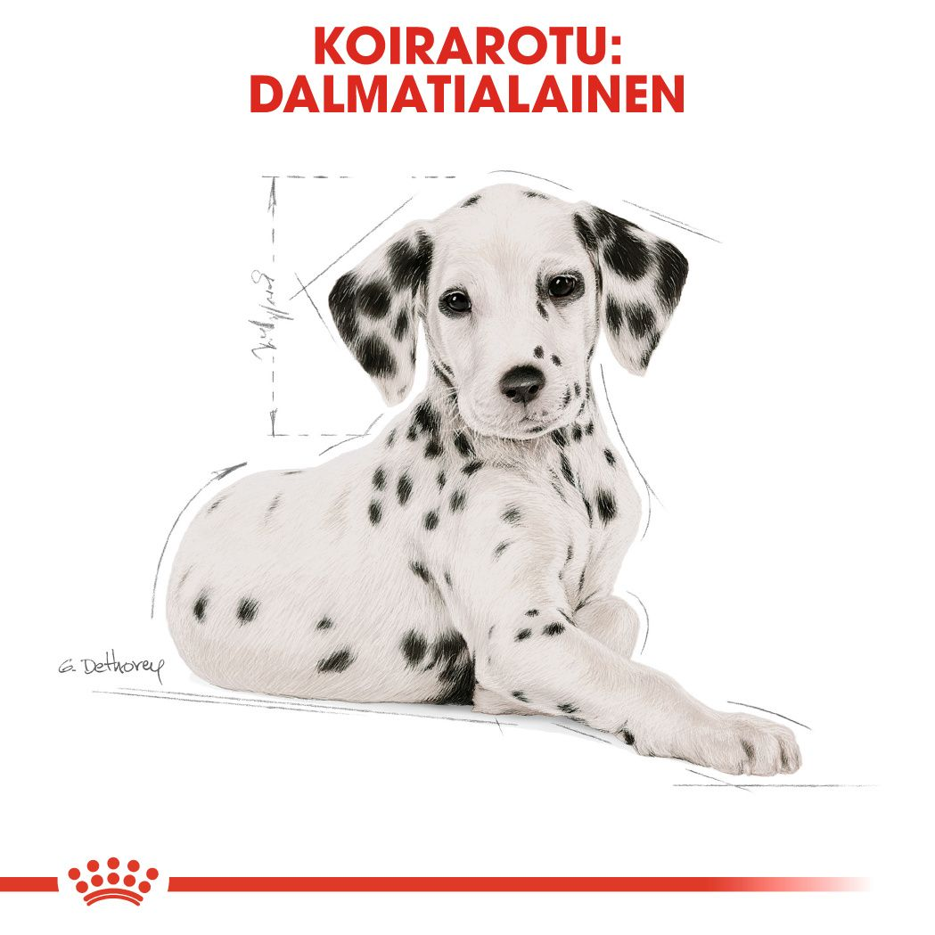 Dalmatian Puppy