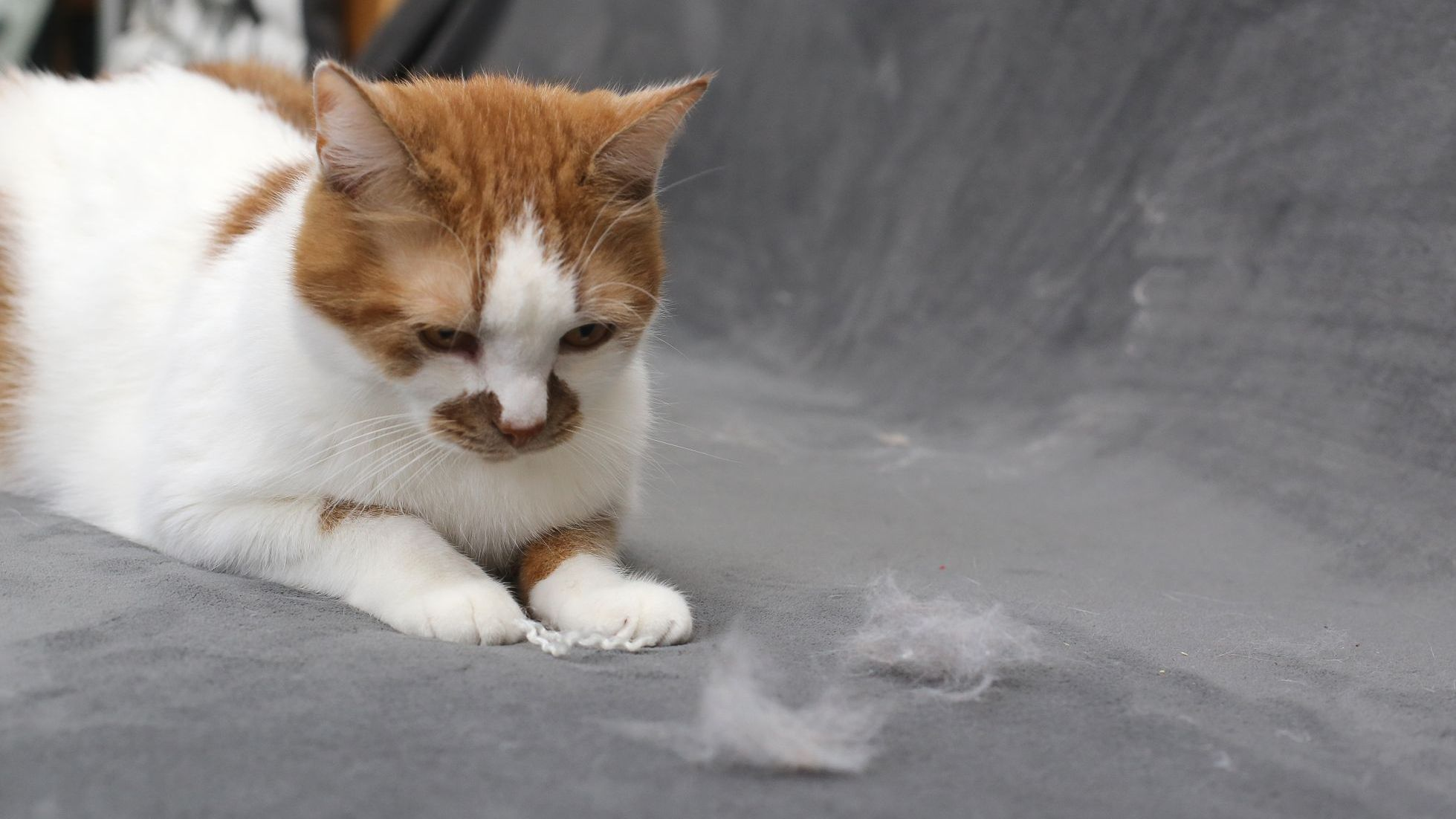 Pelo de gato en el sofá.