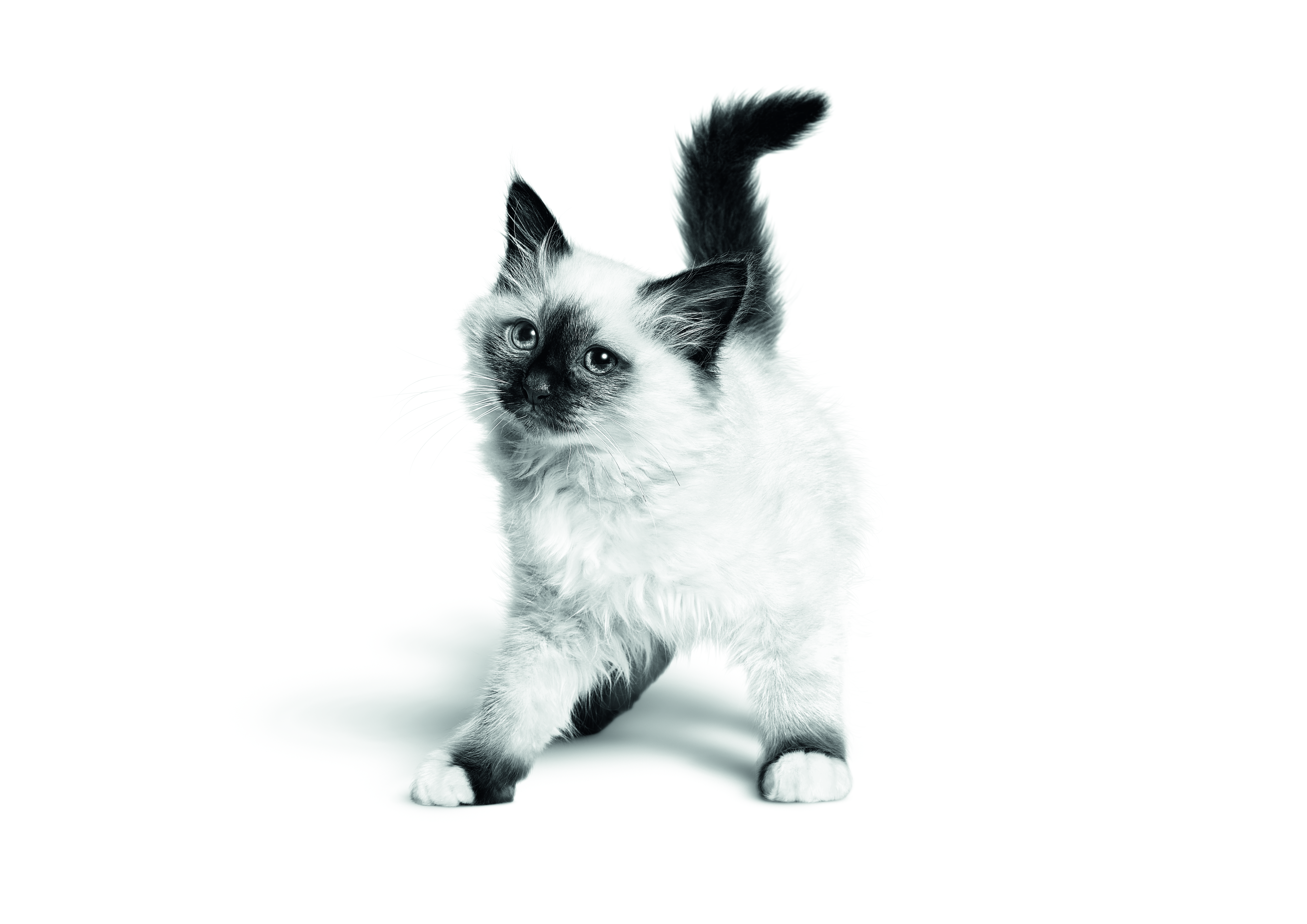 Sacred Birman kitten standing in black and white on a white background