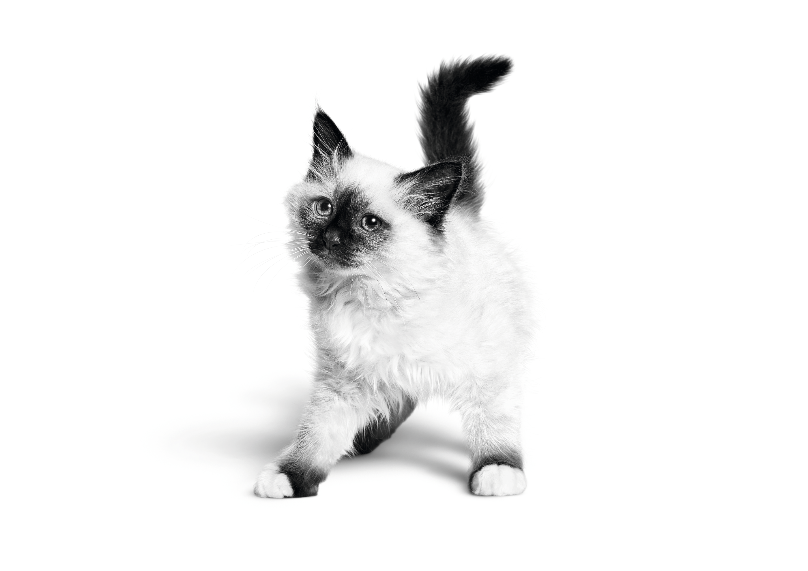 Sacred Birman kitten black and white