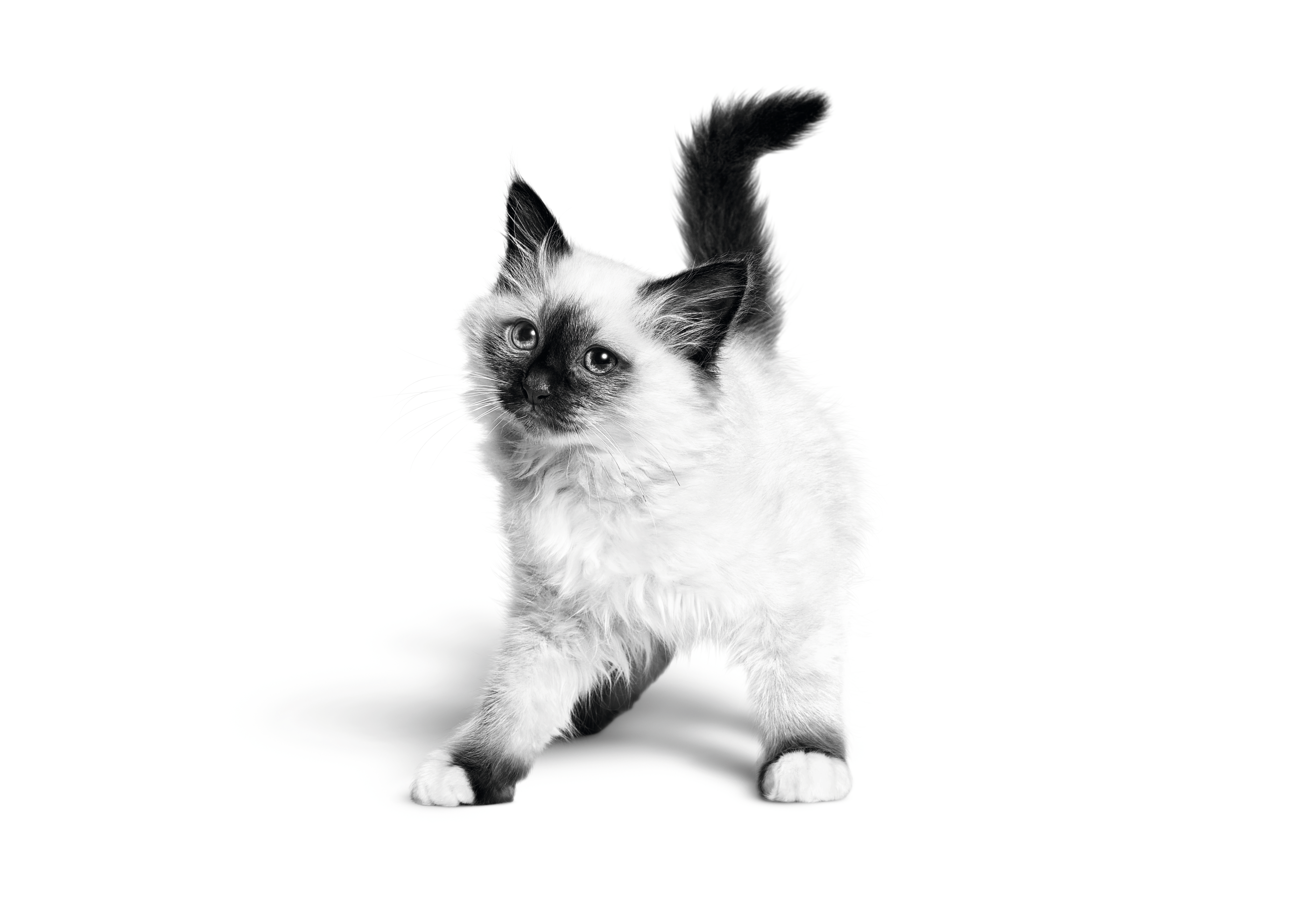 흰색을 배경으로 서 있는 버먼 새끼 고양이 흑백 사진