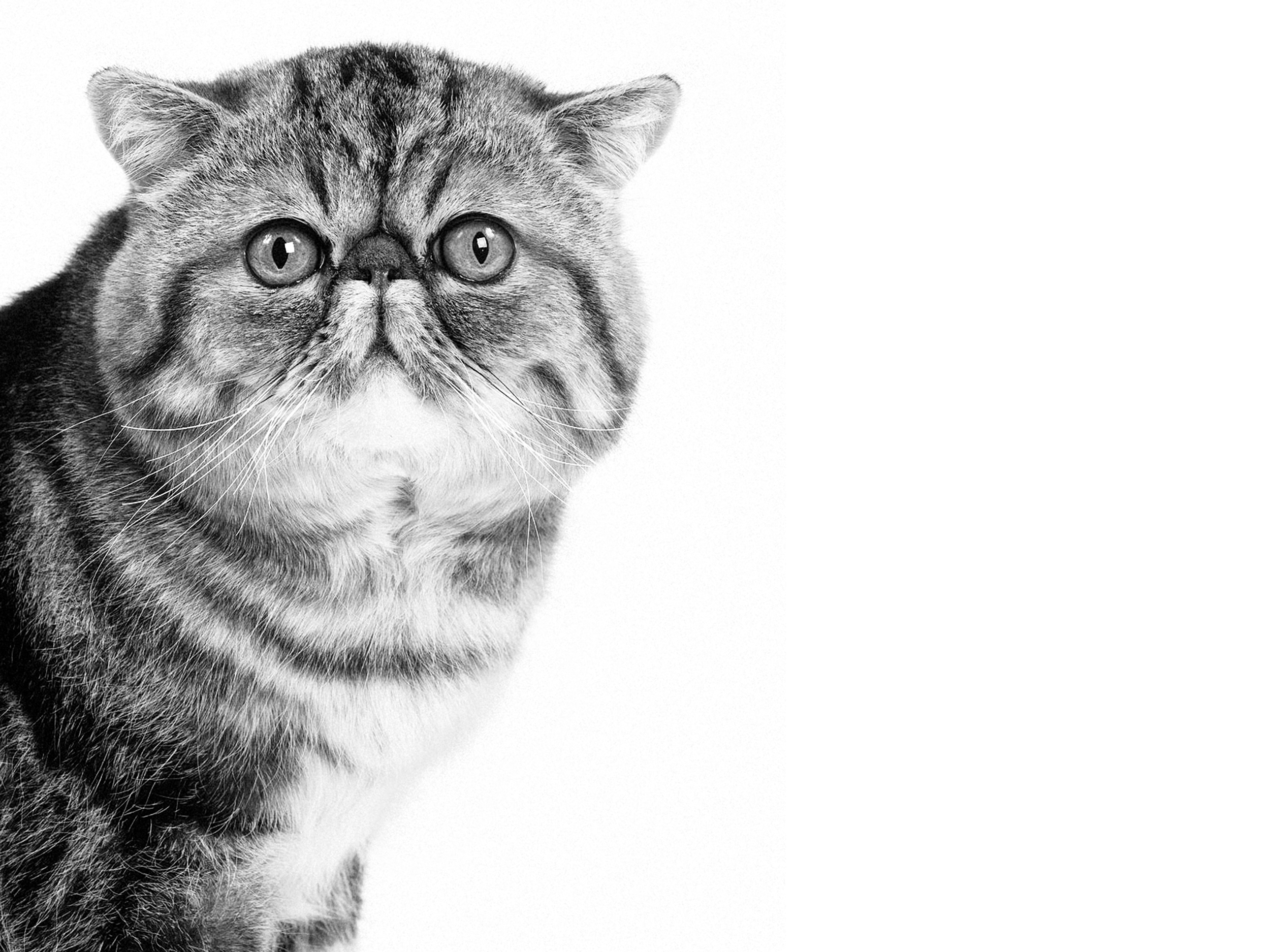 Взрослая экзотическая короткошерстная кошка, черно-белое изображение